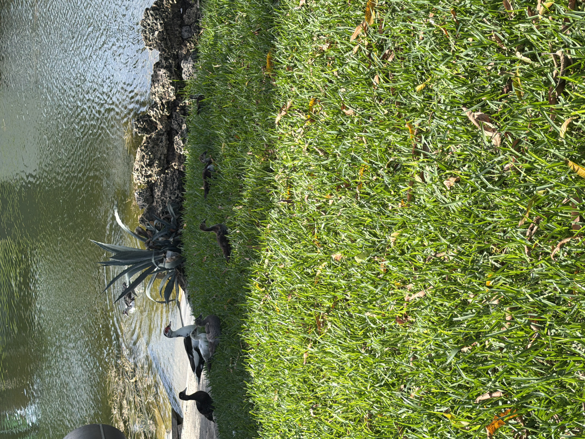 Muscovy duck and ducklings spotted at Miami waterfront patio