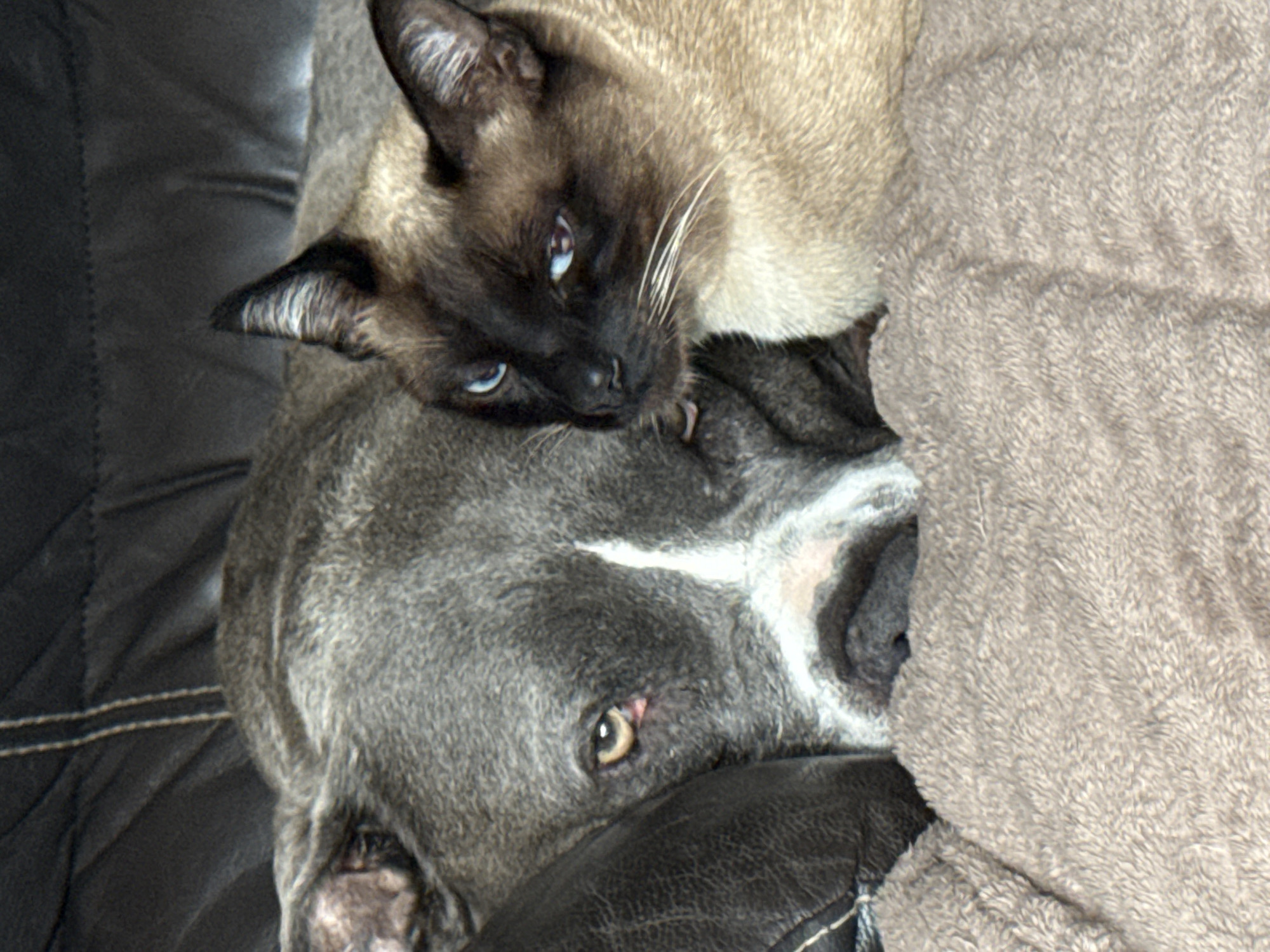 Dog and Siamese cat share cozy nap in Luxembourg