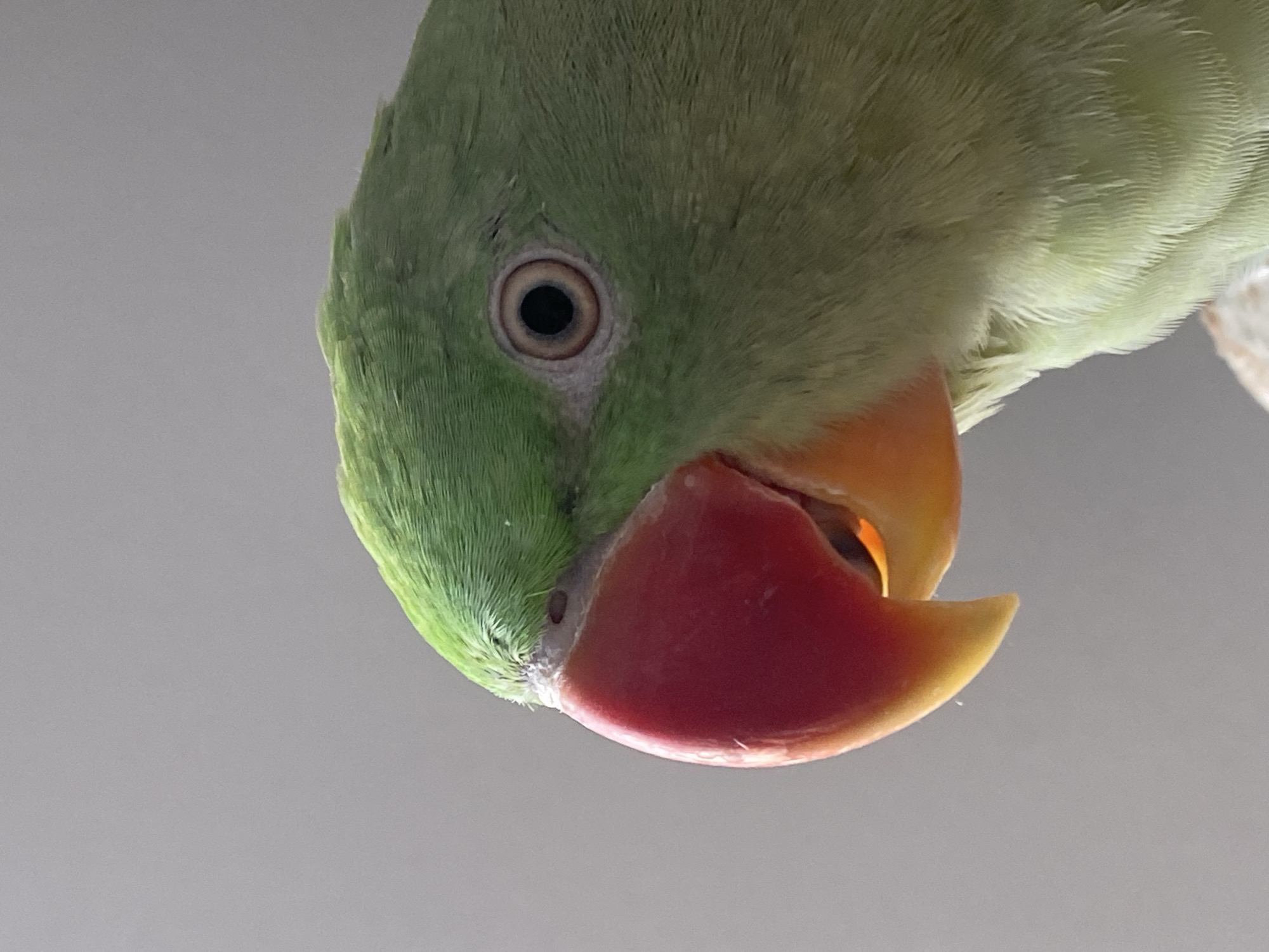 Close-up portraits of a green parrot in Moscow