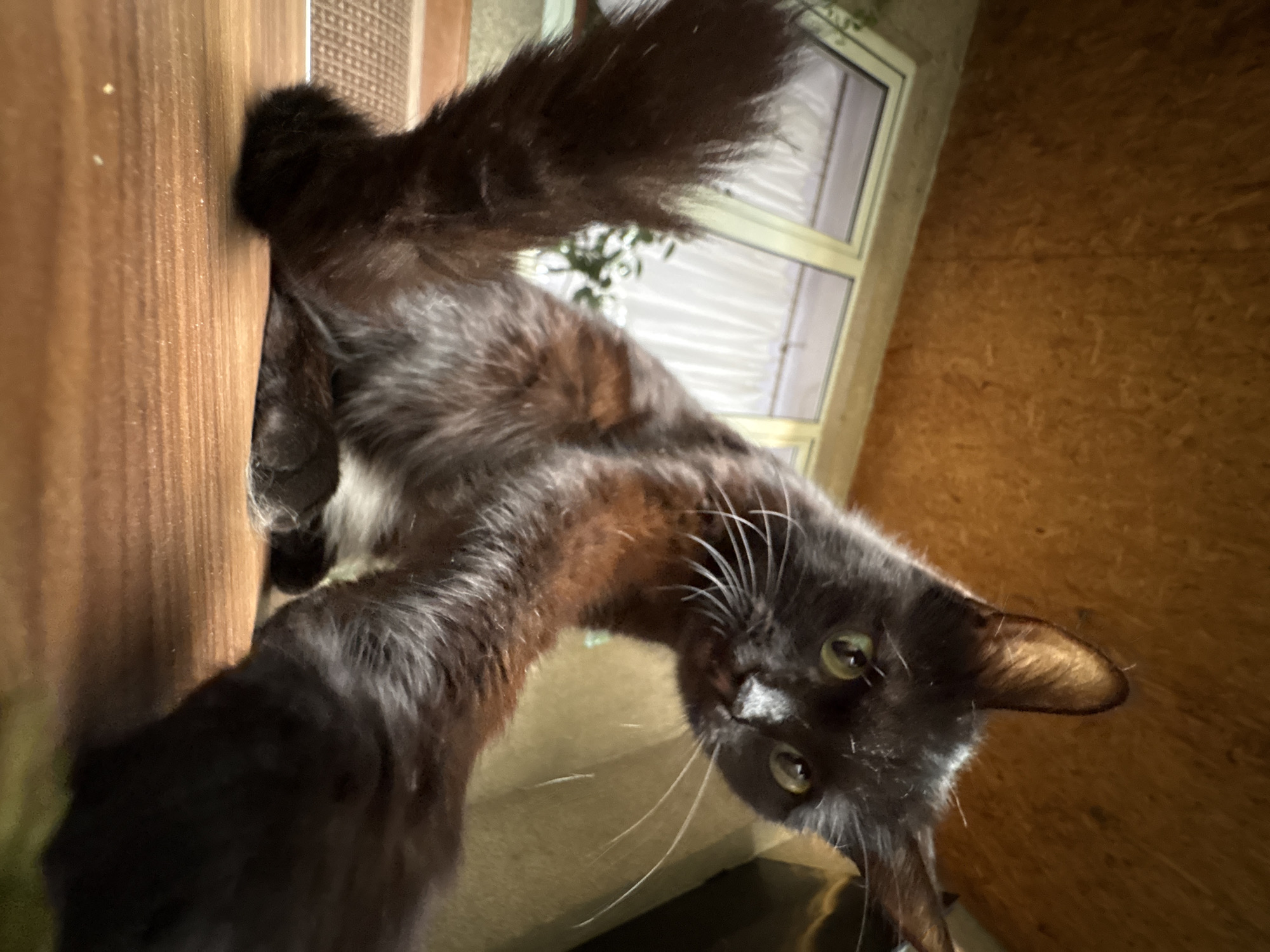 Almaty cat photos and casual Russian-language text graphics