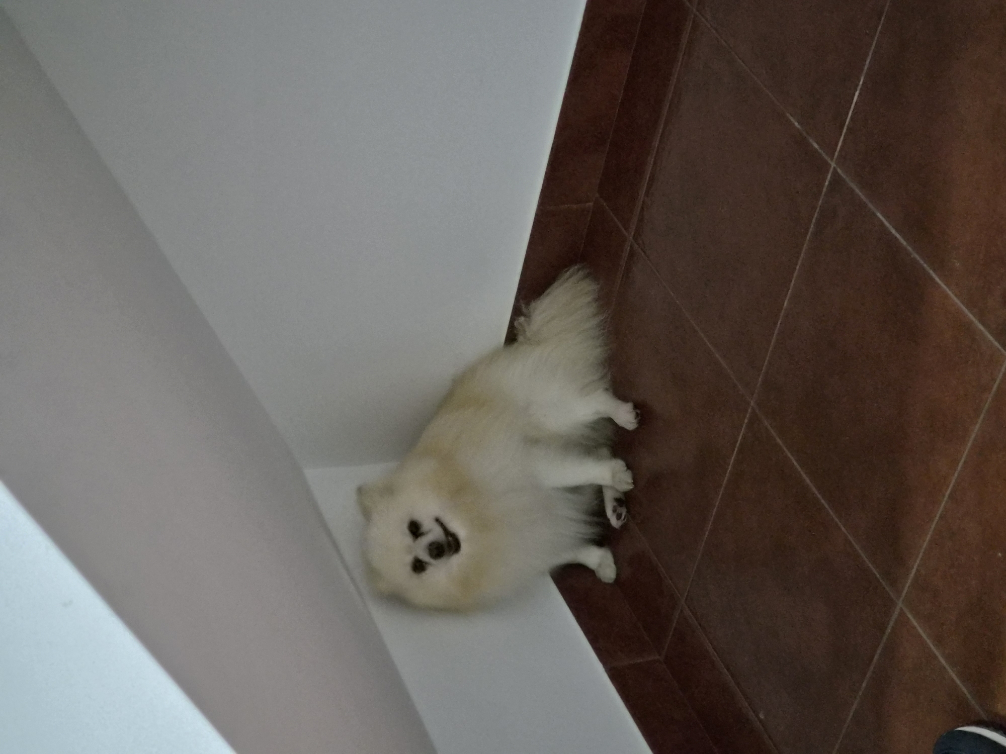 Pomeranian dogs spotted indoors across Barcelos, Portugal evening