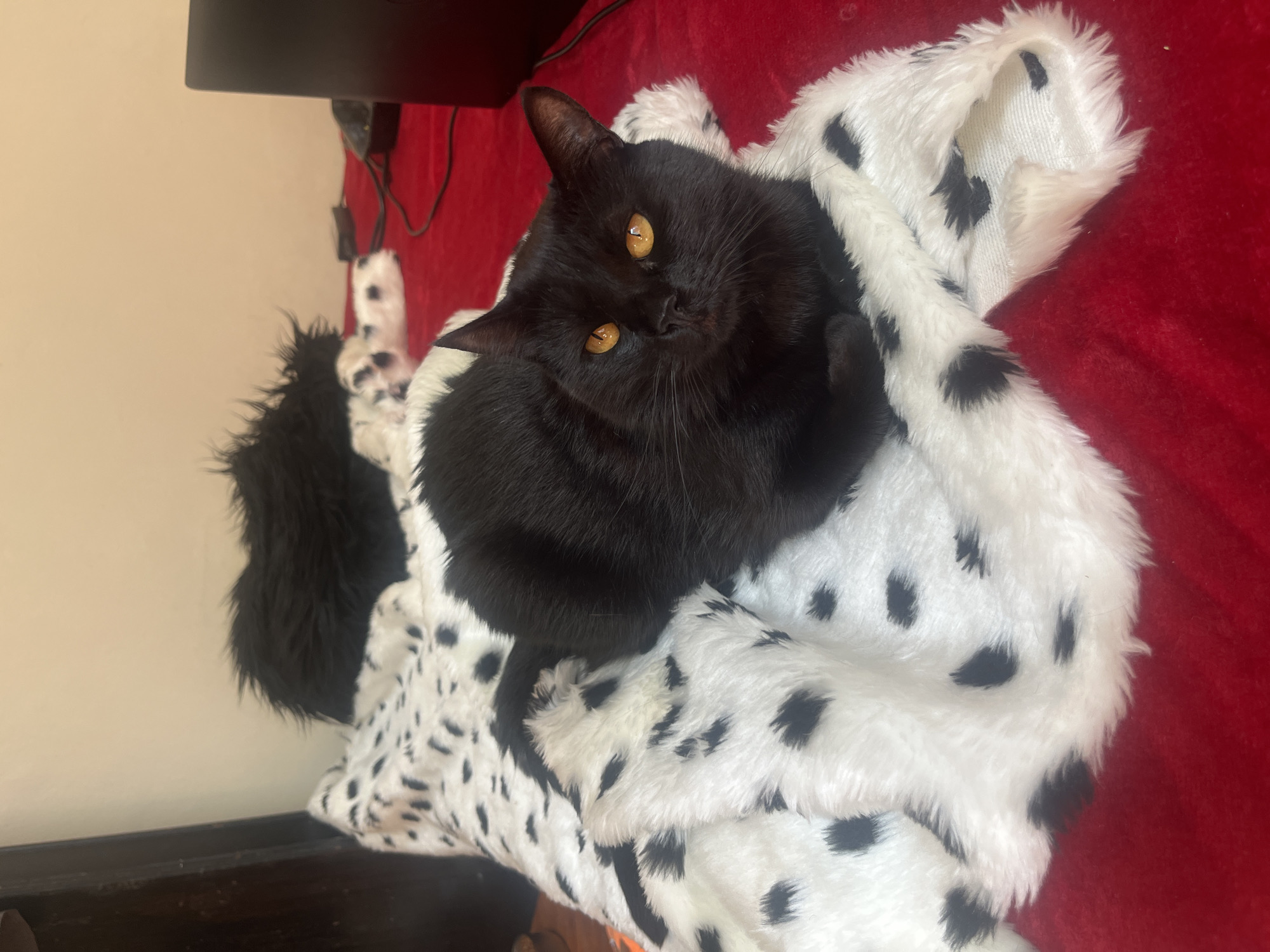 Black cat rests on spotted blanket indoors Buenos Aires