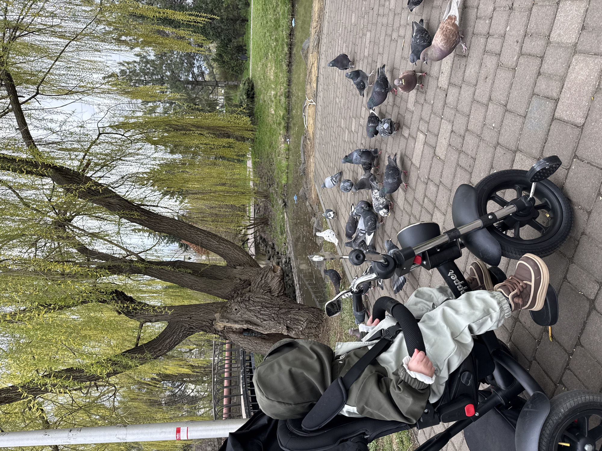 Child feeds pigeons in Donetsk park on spring morning