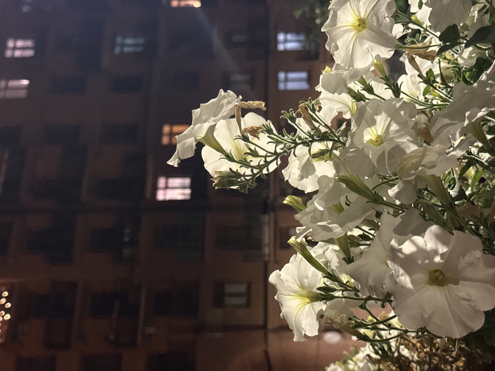 White petunias on a Khimki balcony, late summer evening