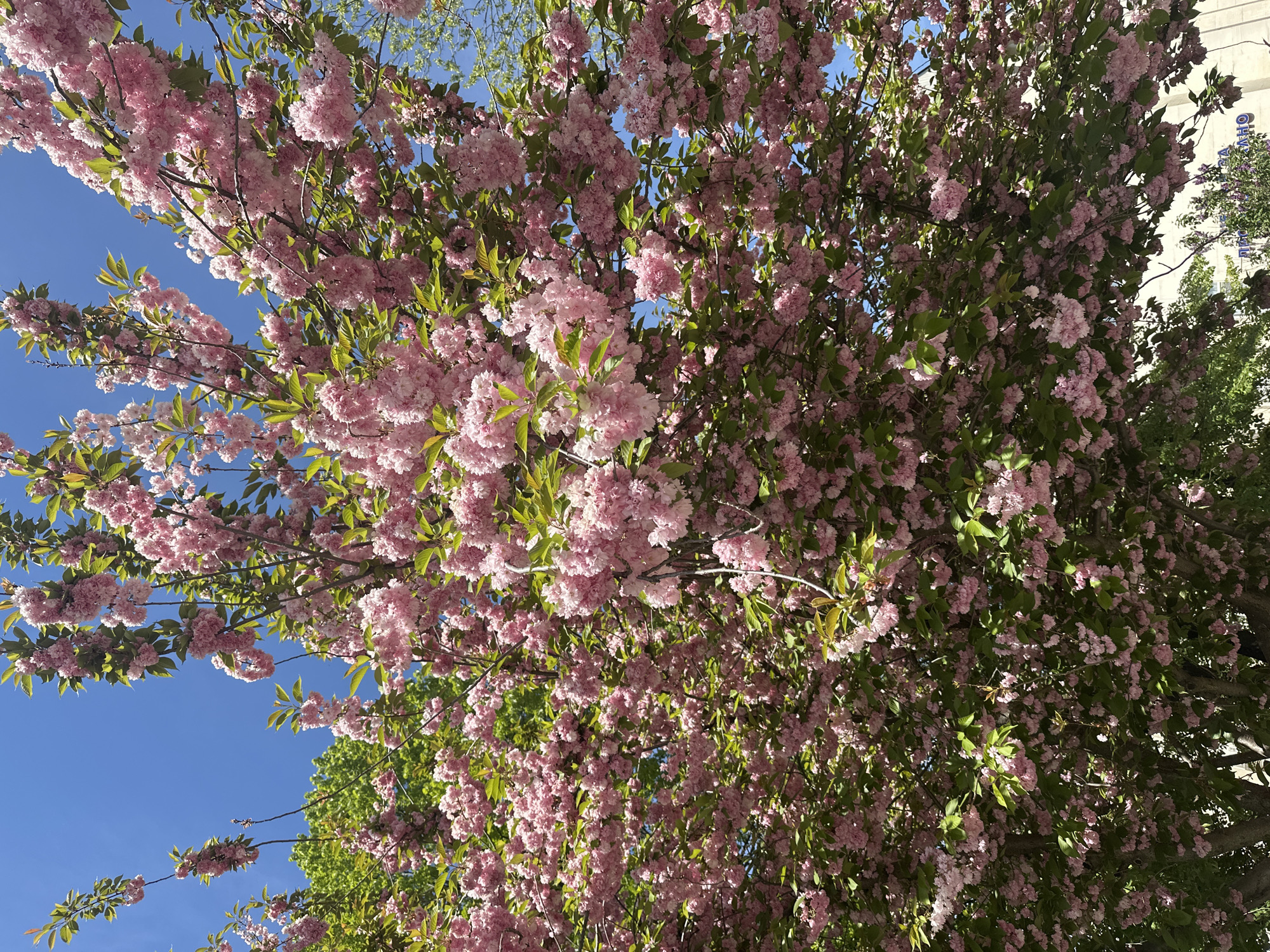 Flowering tree captures spring bloom moment in Haskovo Bulgaria