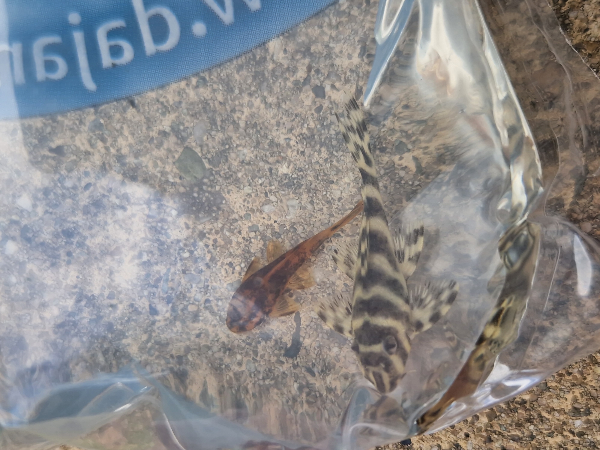 Fish being bagged at an aquarium shop in Sofia