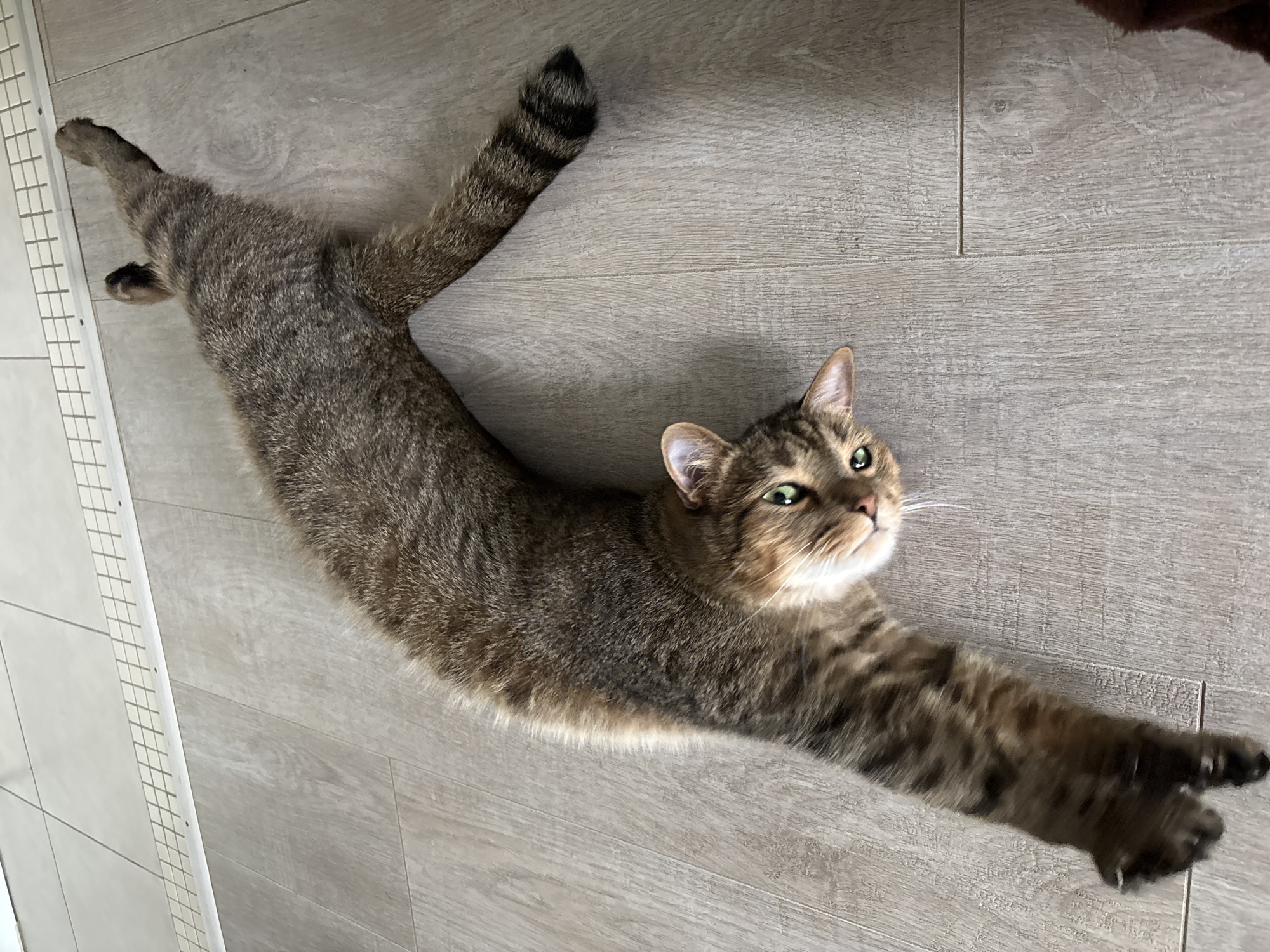 Brown tabby cat spotted resting on wooden floor in Izhevsk