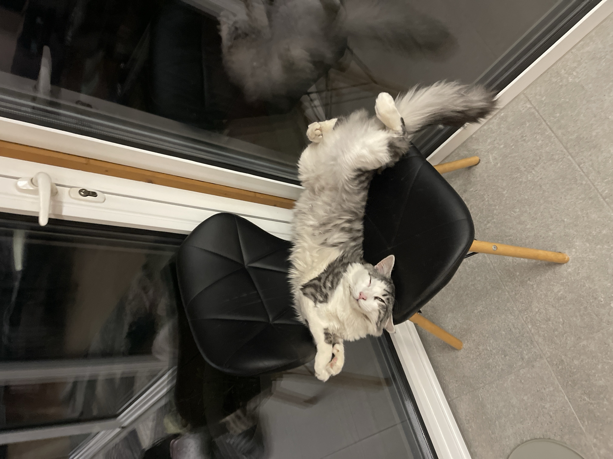 Quiet pet moments captured across Sofia homes and gardens