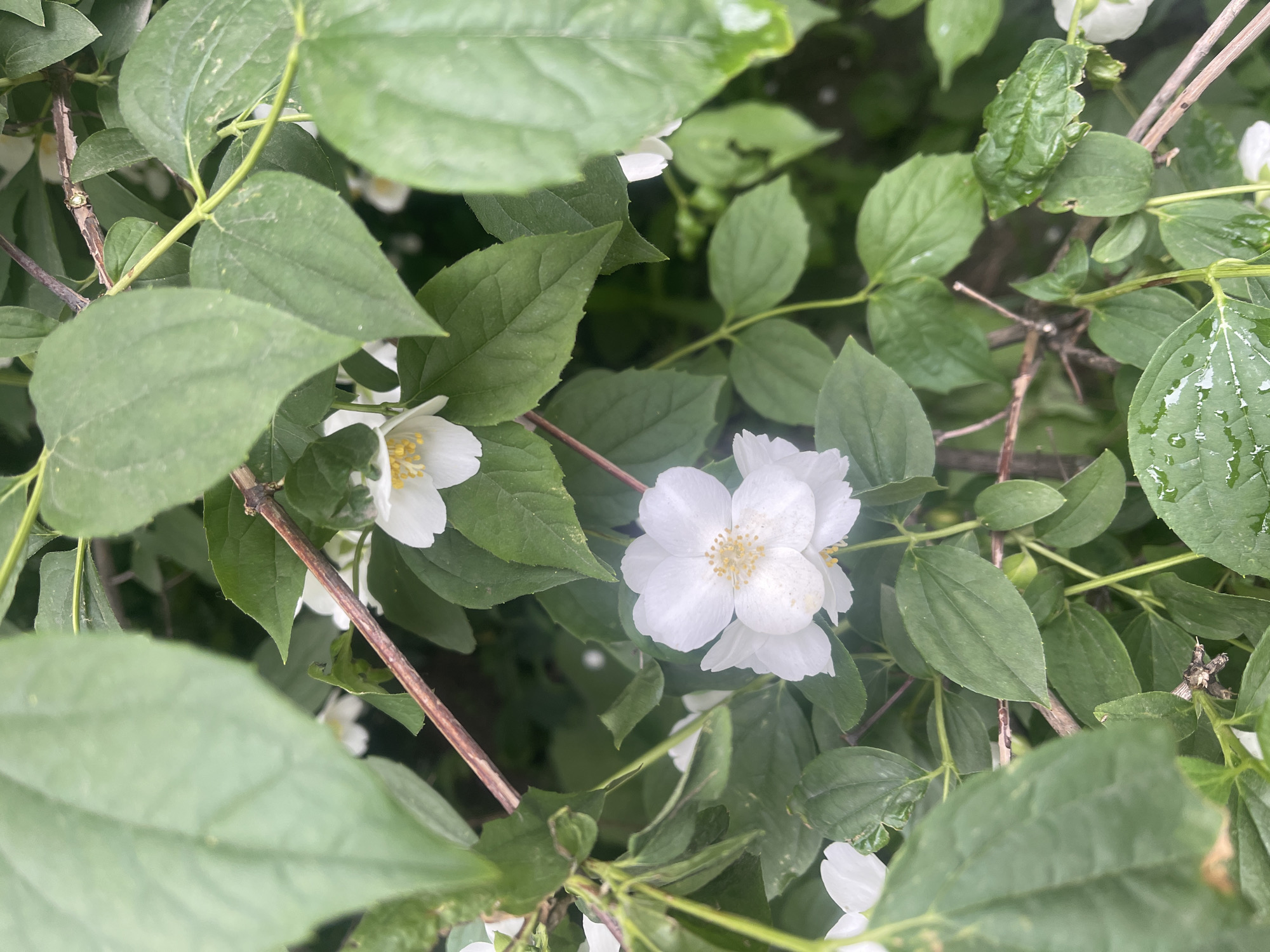 Spring afternoon documented in Poltava gardens and neighborhoods