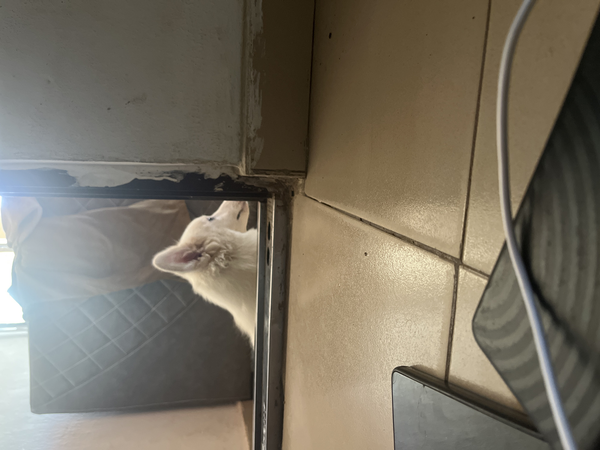 White dog peers through doorway in Ikot Ekpene home