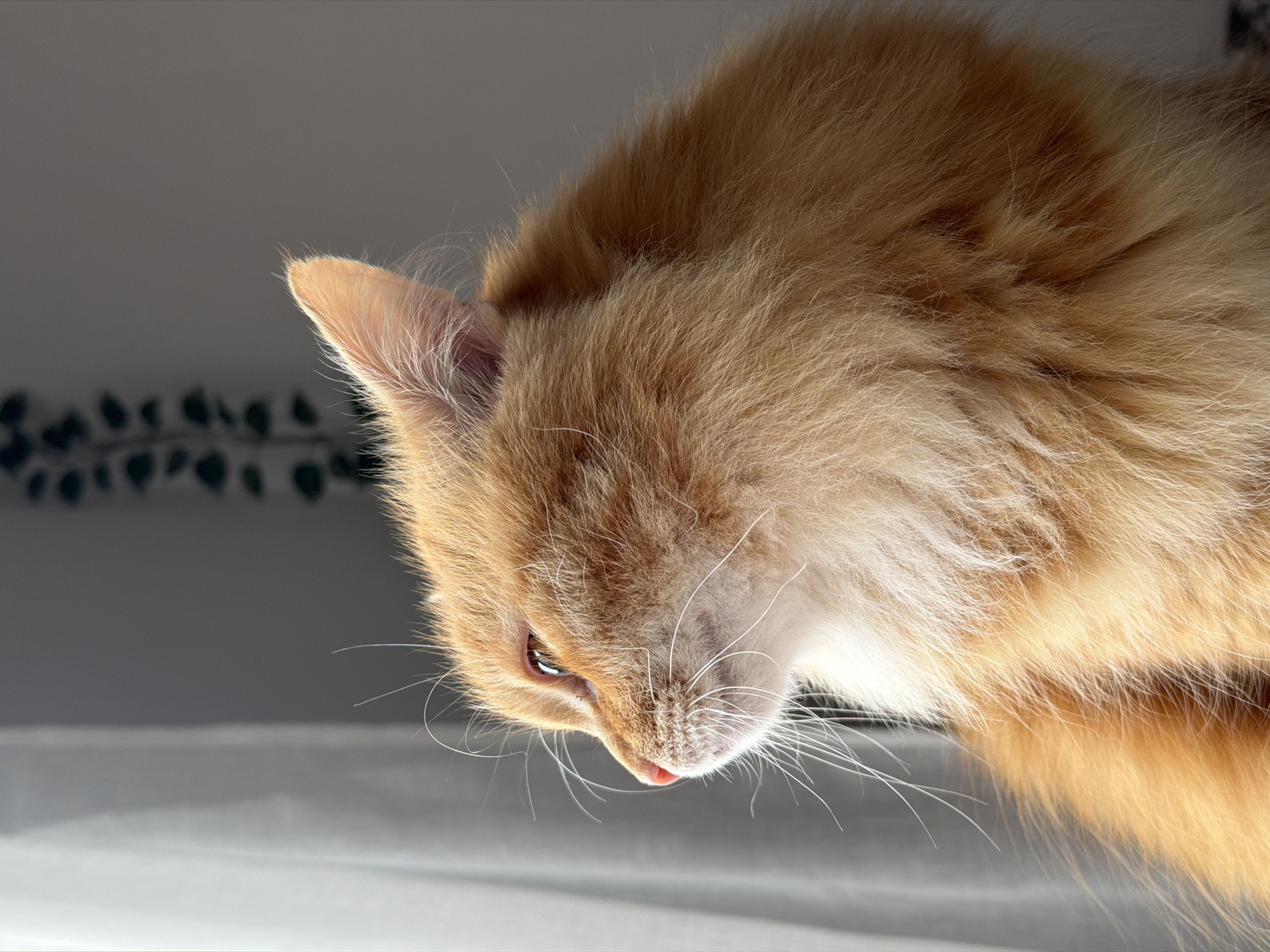 Orange tabby cat photographed in multiple poses in Belgrade
