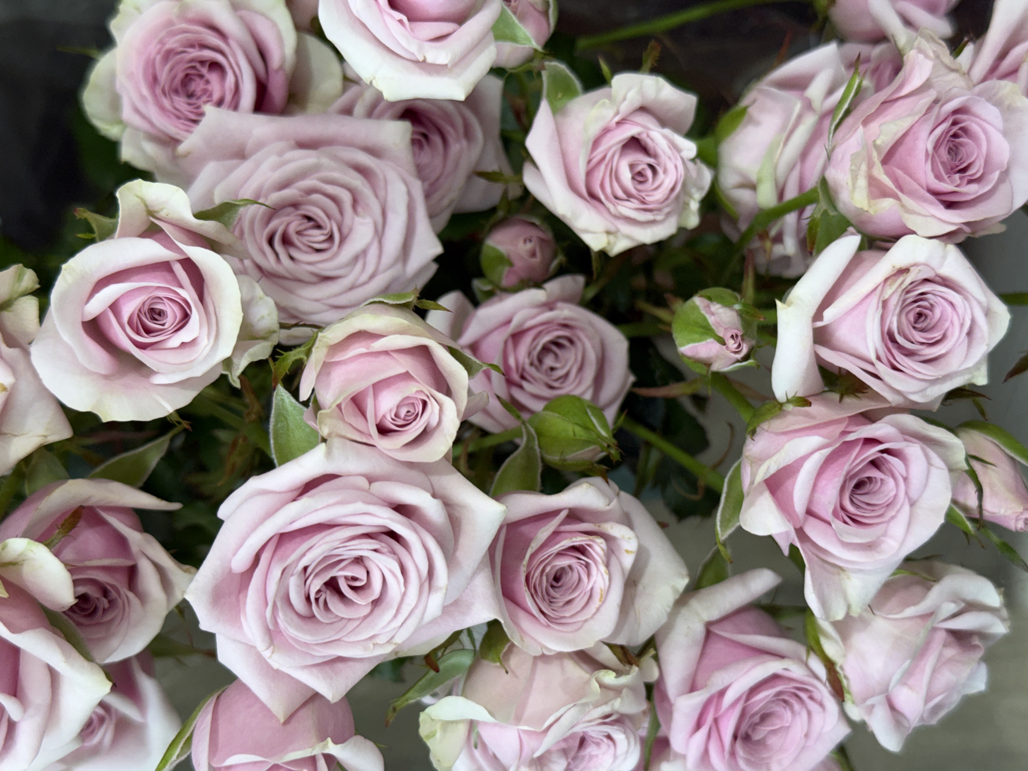 Close-up survey of diverse flower bouquets and arrangements
