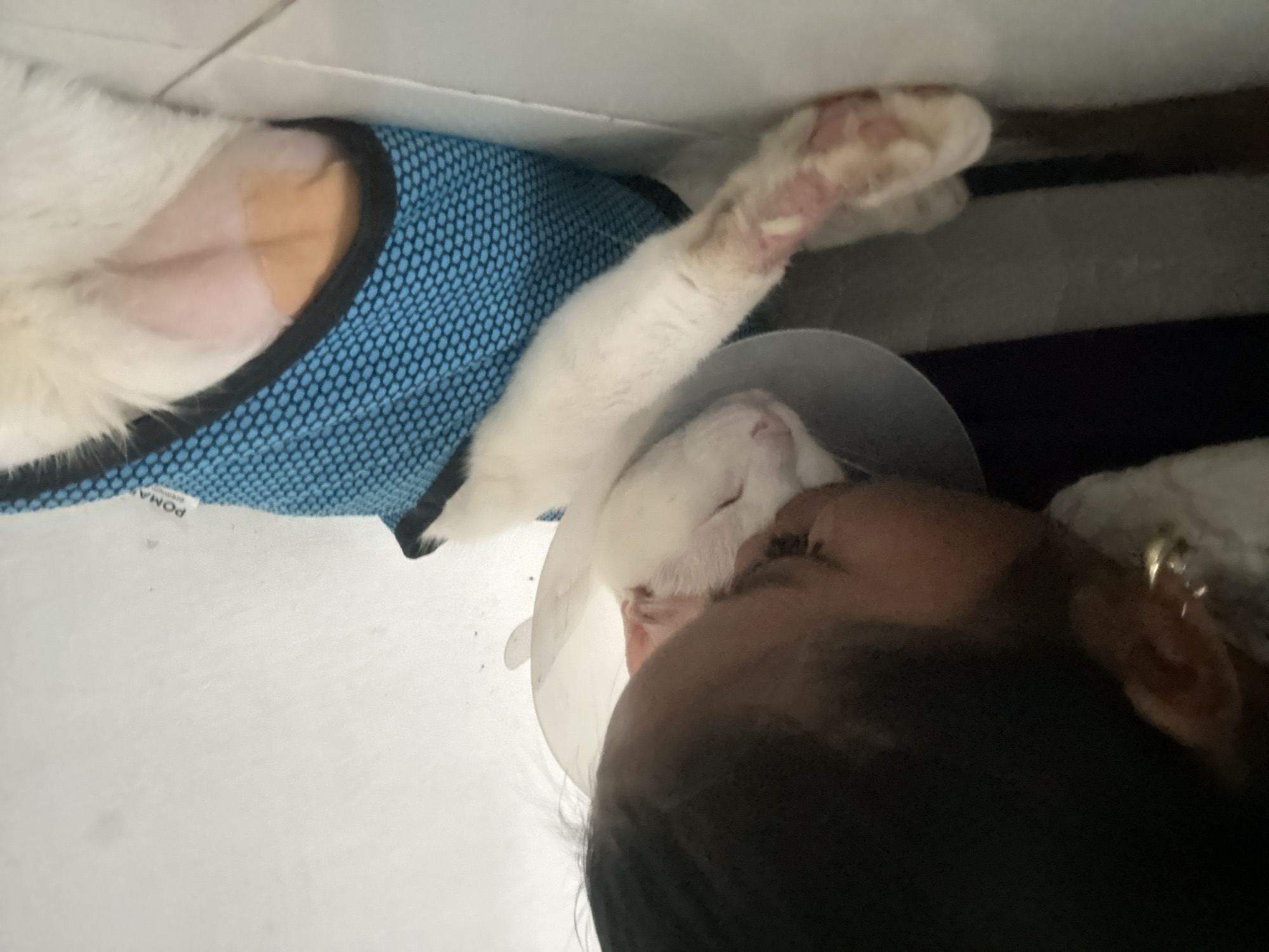 Woman documents recovery time with injured white cat in Jakarta