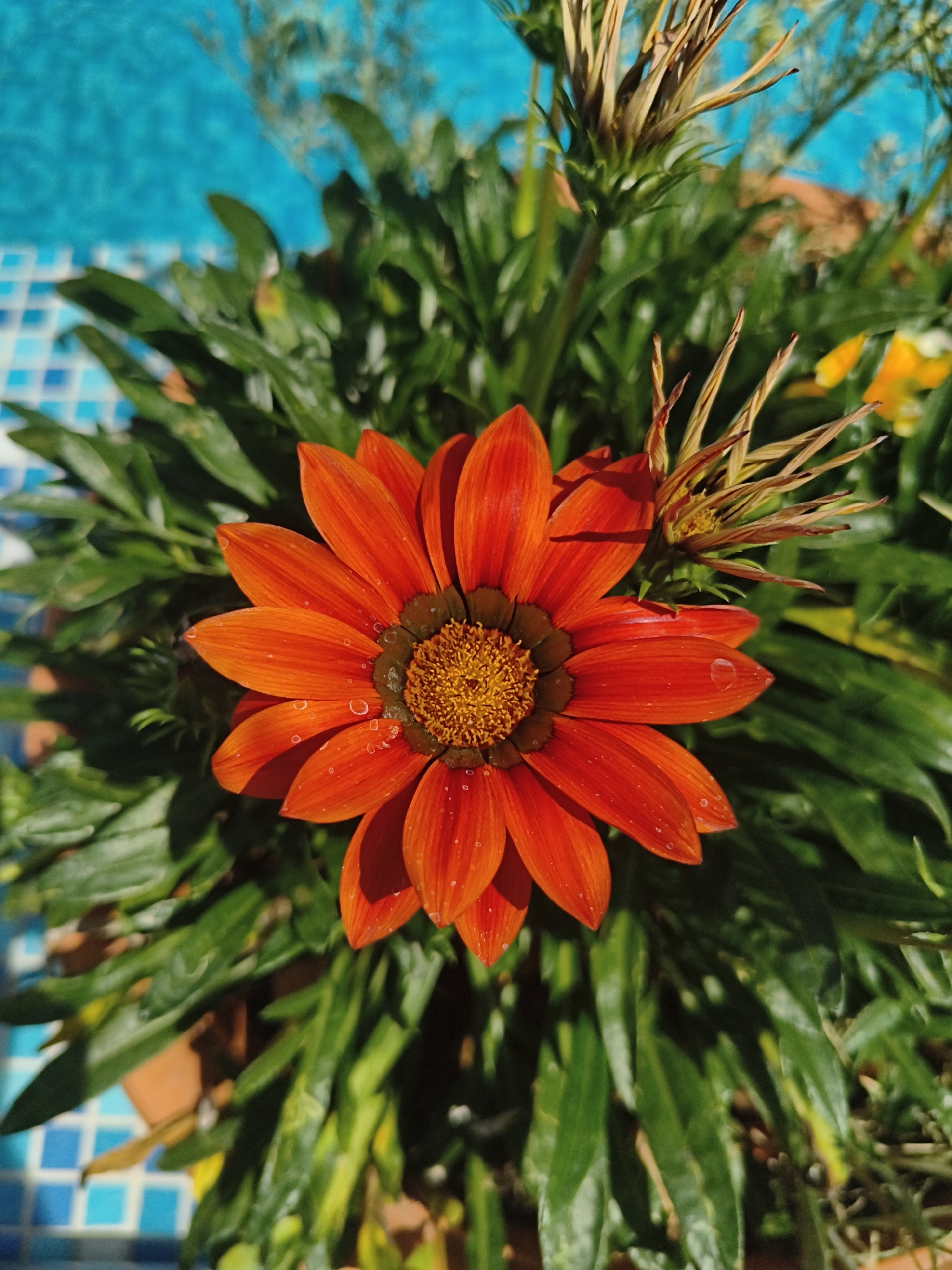 Colorful potted flowers and garden details in Makiivka