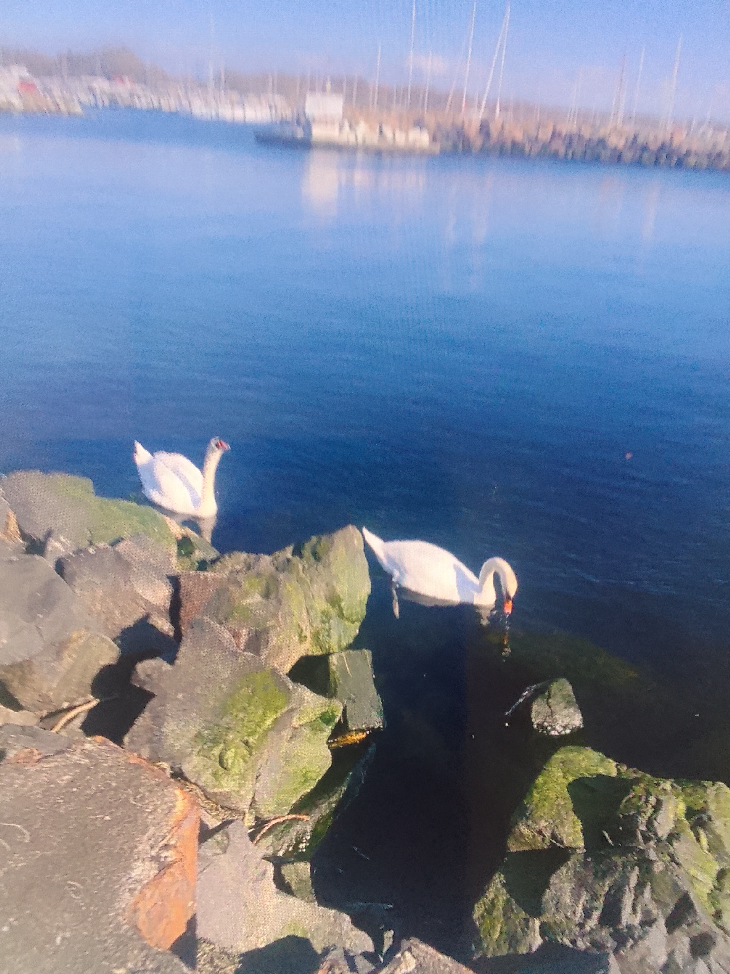 Swans, wildflowers, strawberries, and spring blooms in nature