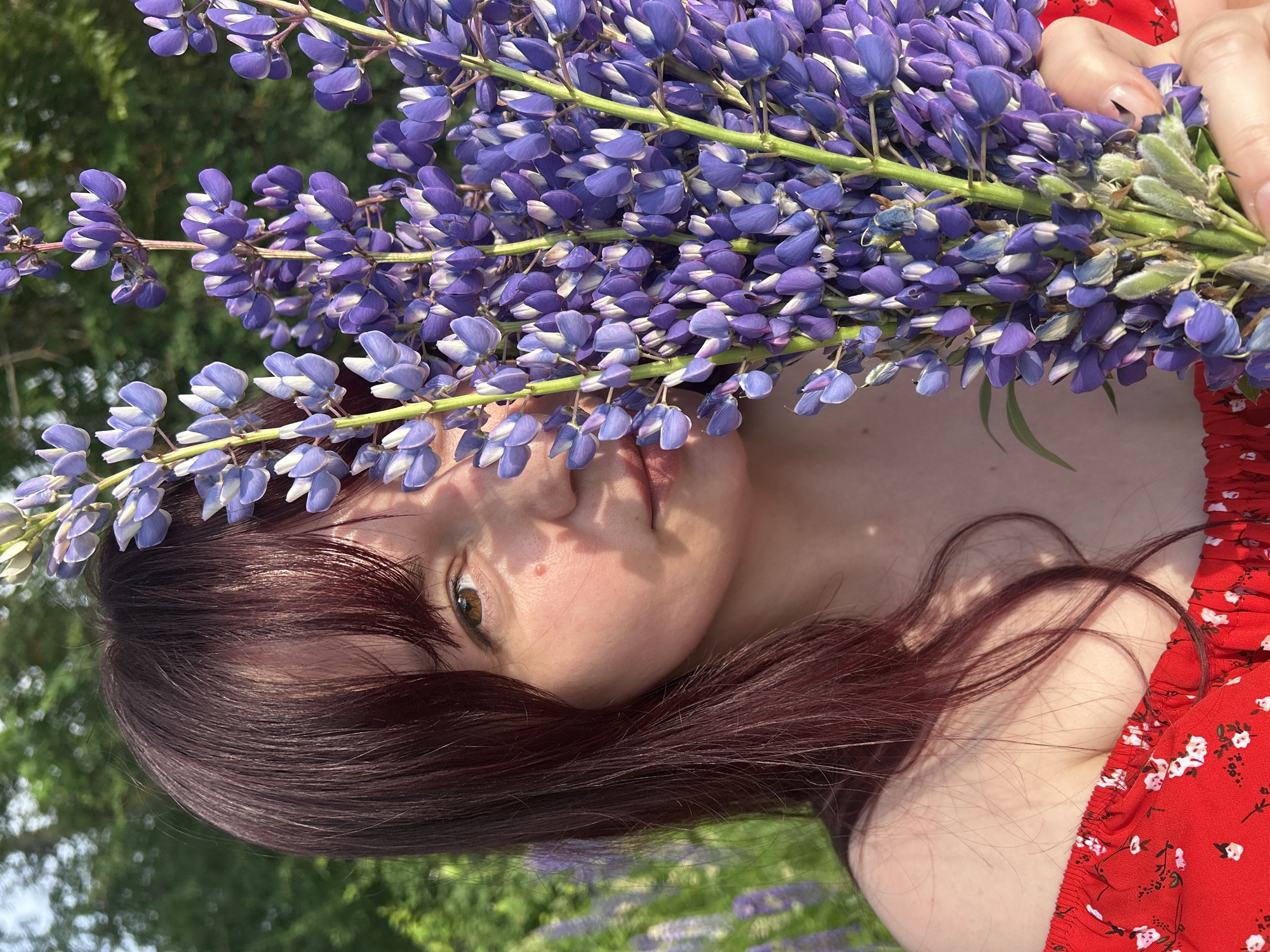 Woman photographs with lupine flowers in Russian field