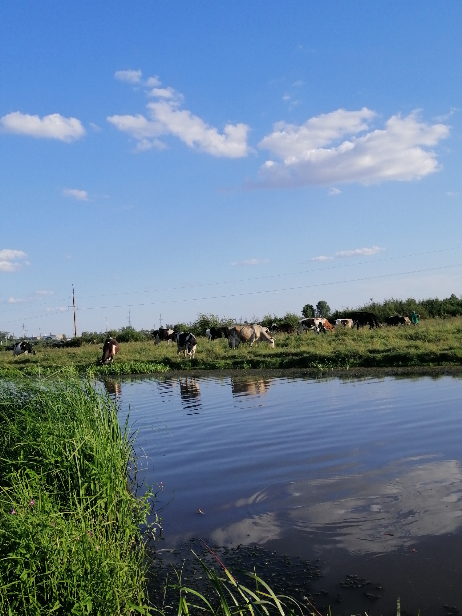 Fishing and grazing on a lazy summer afternoon in rural Ukraine