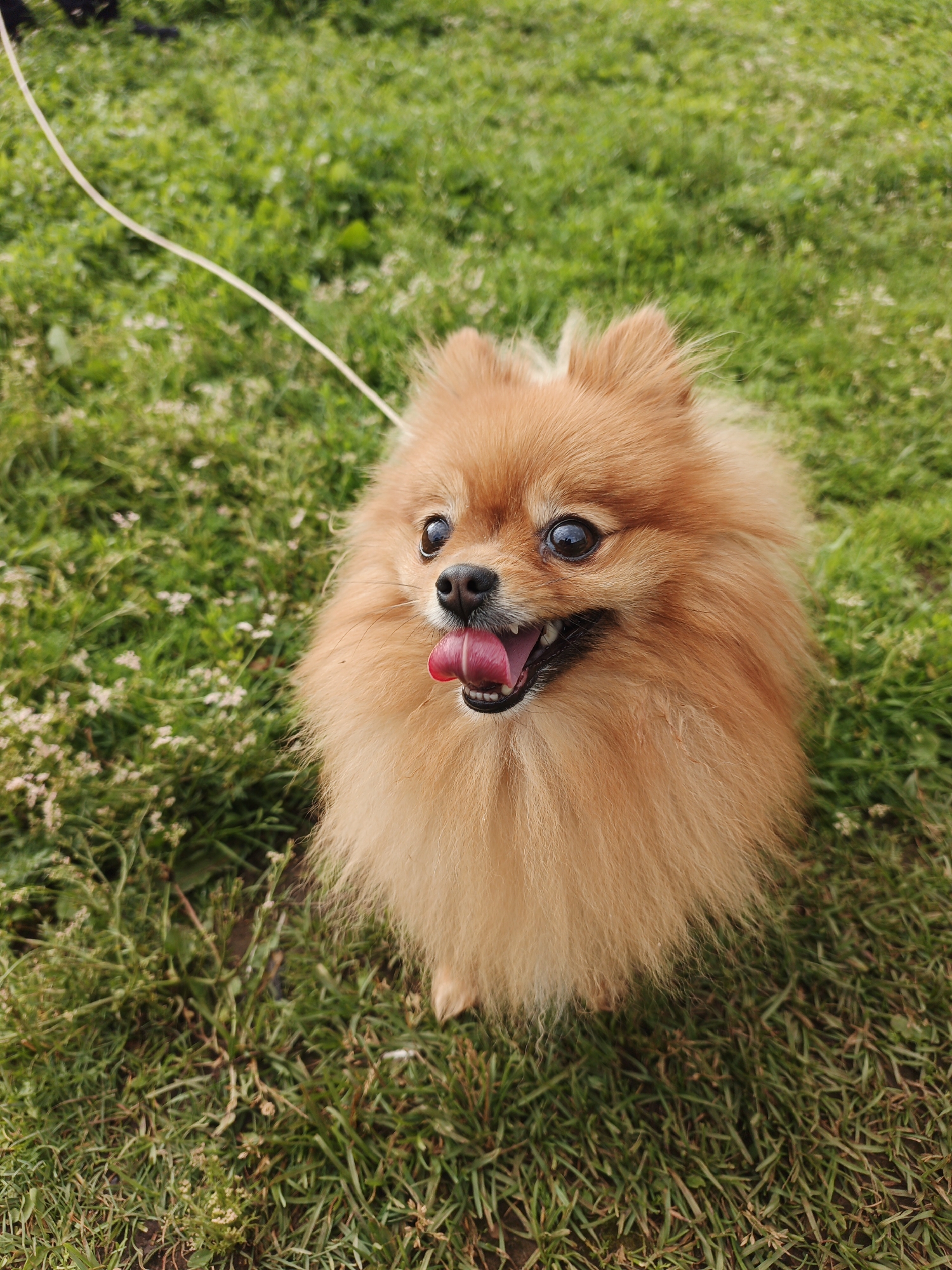 Dogs, pigeons, and garden life on a summer day in Medvedyovka