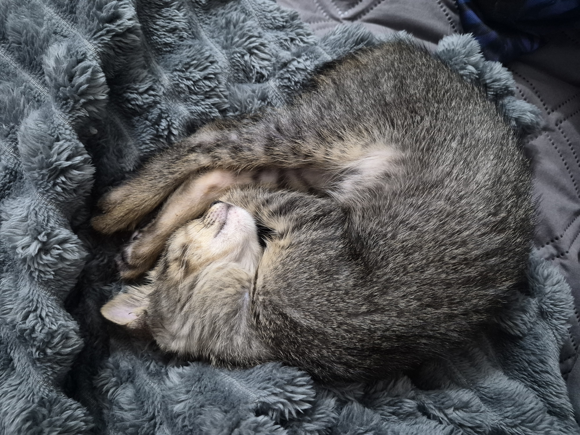 Lazy afternoon at home with a tabby kitten
