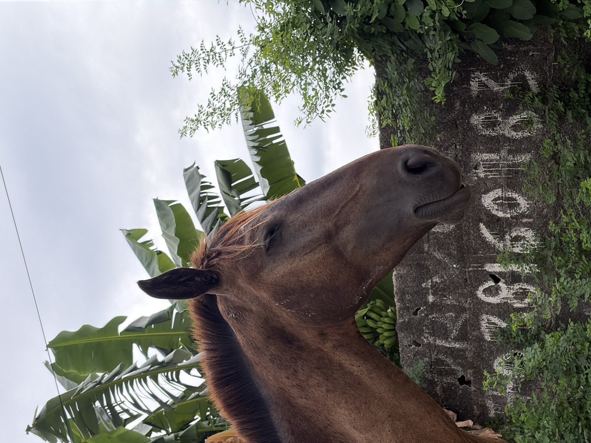 Daily scenes documented in Igboefon: horse and construction worker
