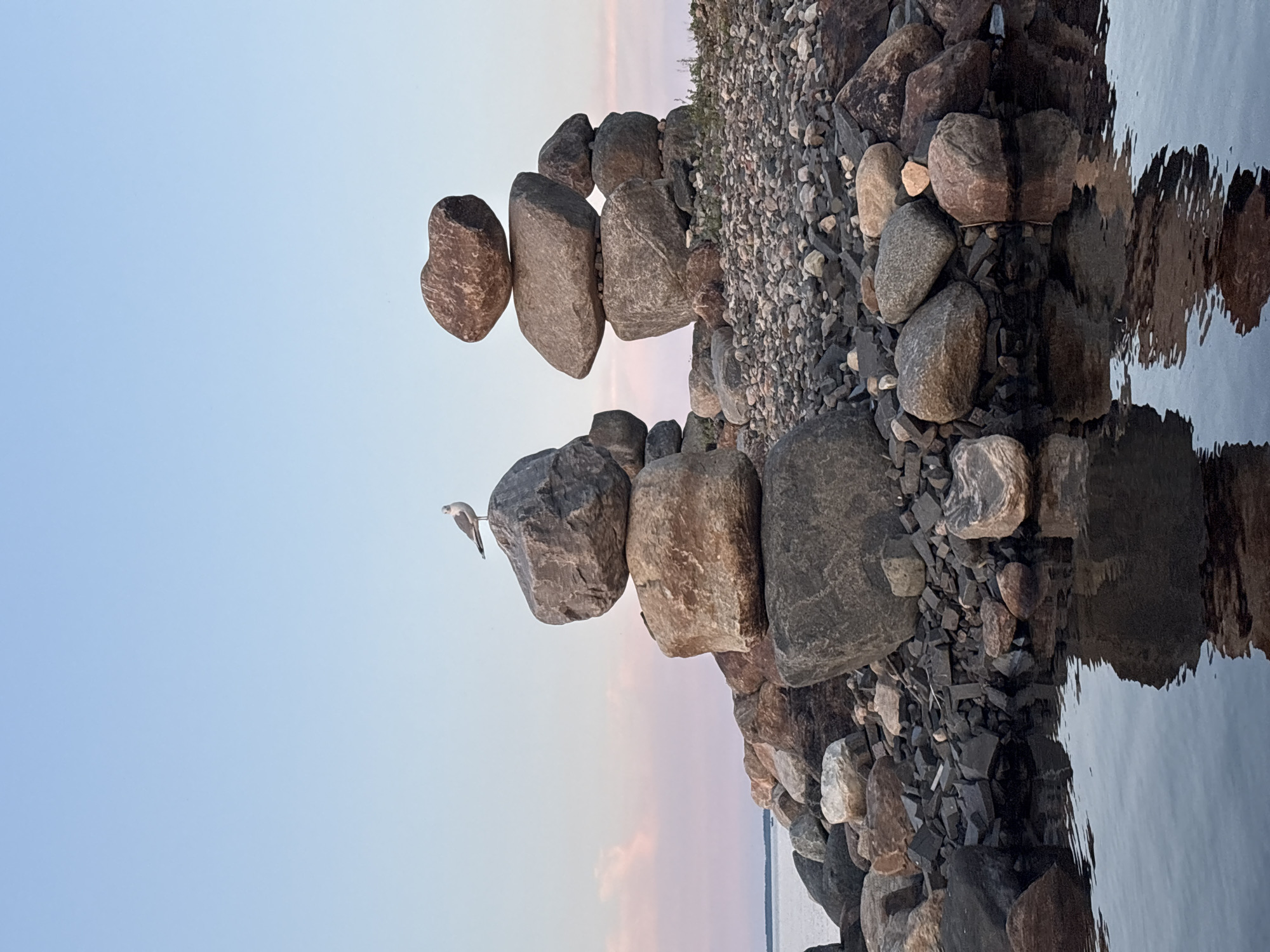 Seagull on rocks at golden hour, Petrozavodsk shoreline