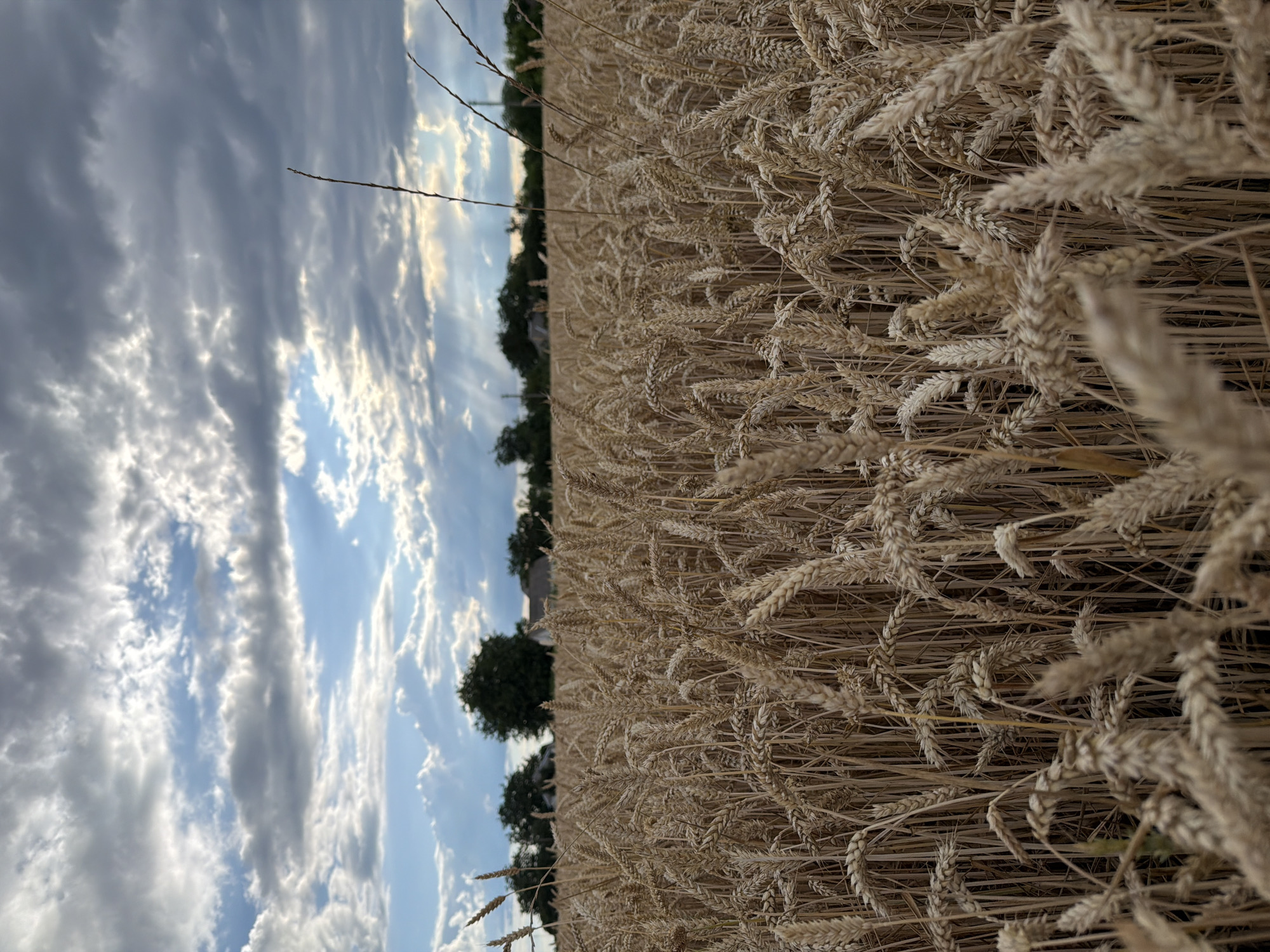 Golden wheat field under stormy skies in central Ukraine