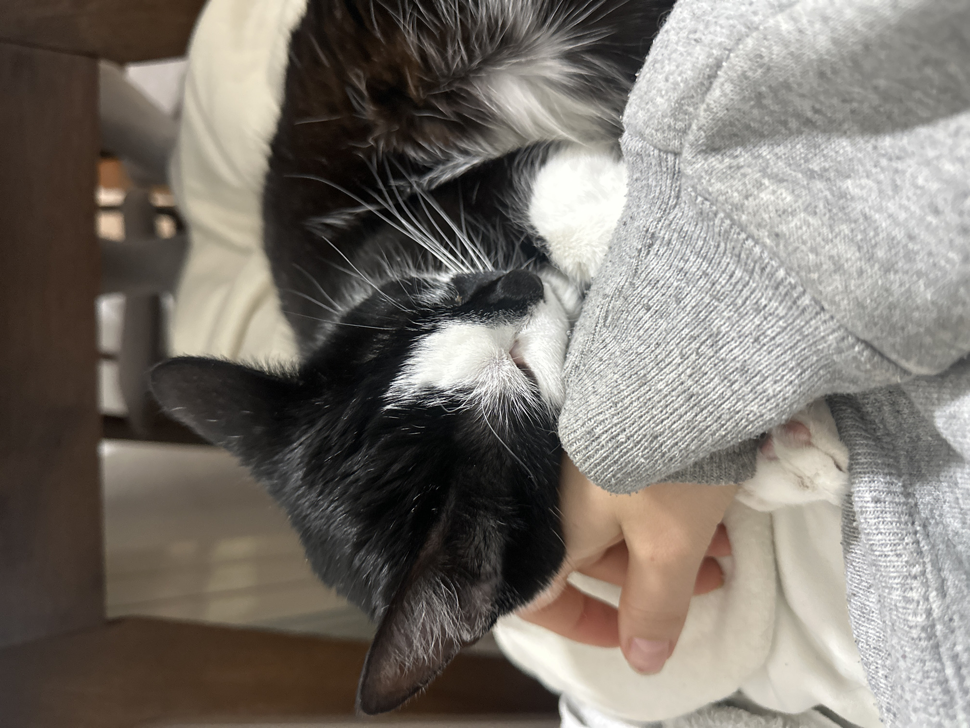 Person cuddles black and white cat indoors in Belgrade