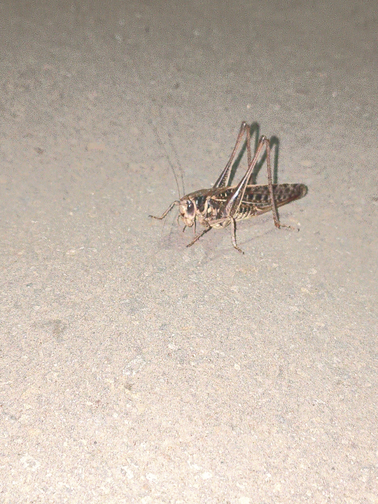 Grasshopper resting on asphalt in Alchevsk, Ukraine