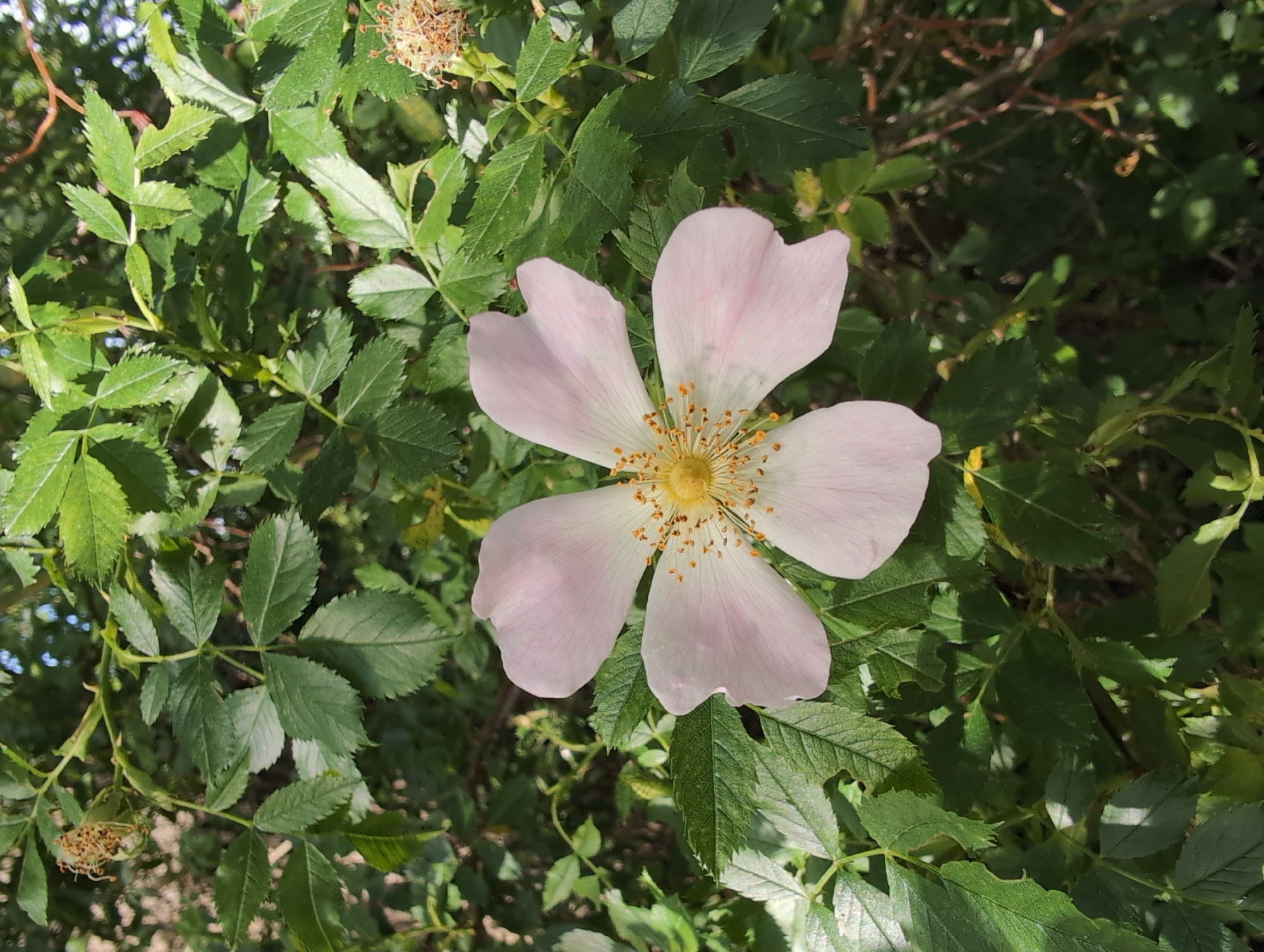 Roses and wild blooms in close-up, Lidingö summer afternoon