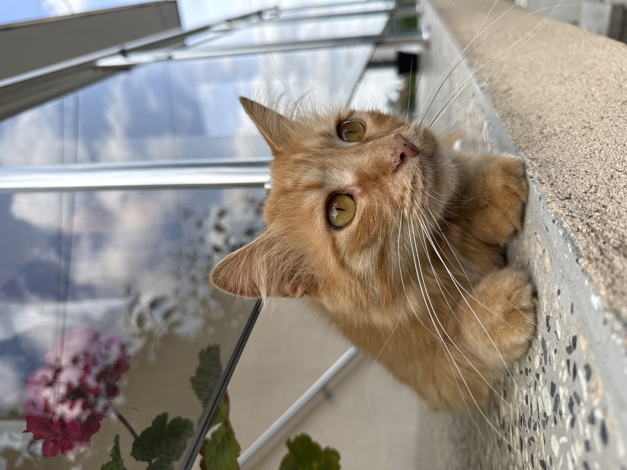 Pets photographed in Bulgarian town during afternoon hours