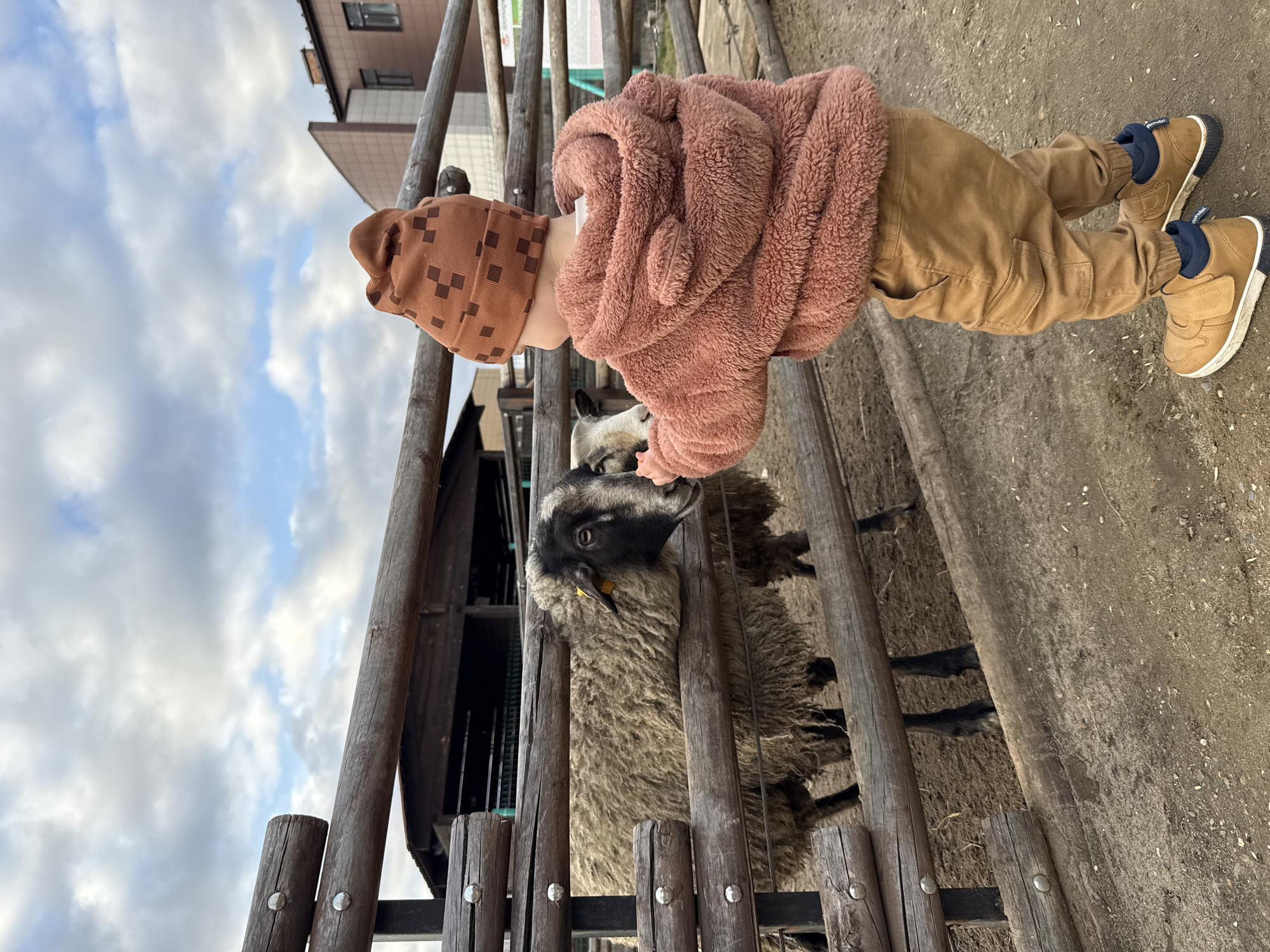 Child feeds sheep at rural fence in Rusanovo