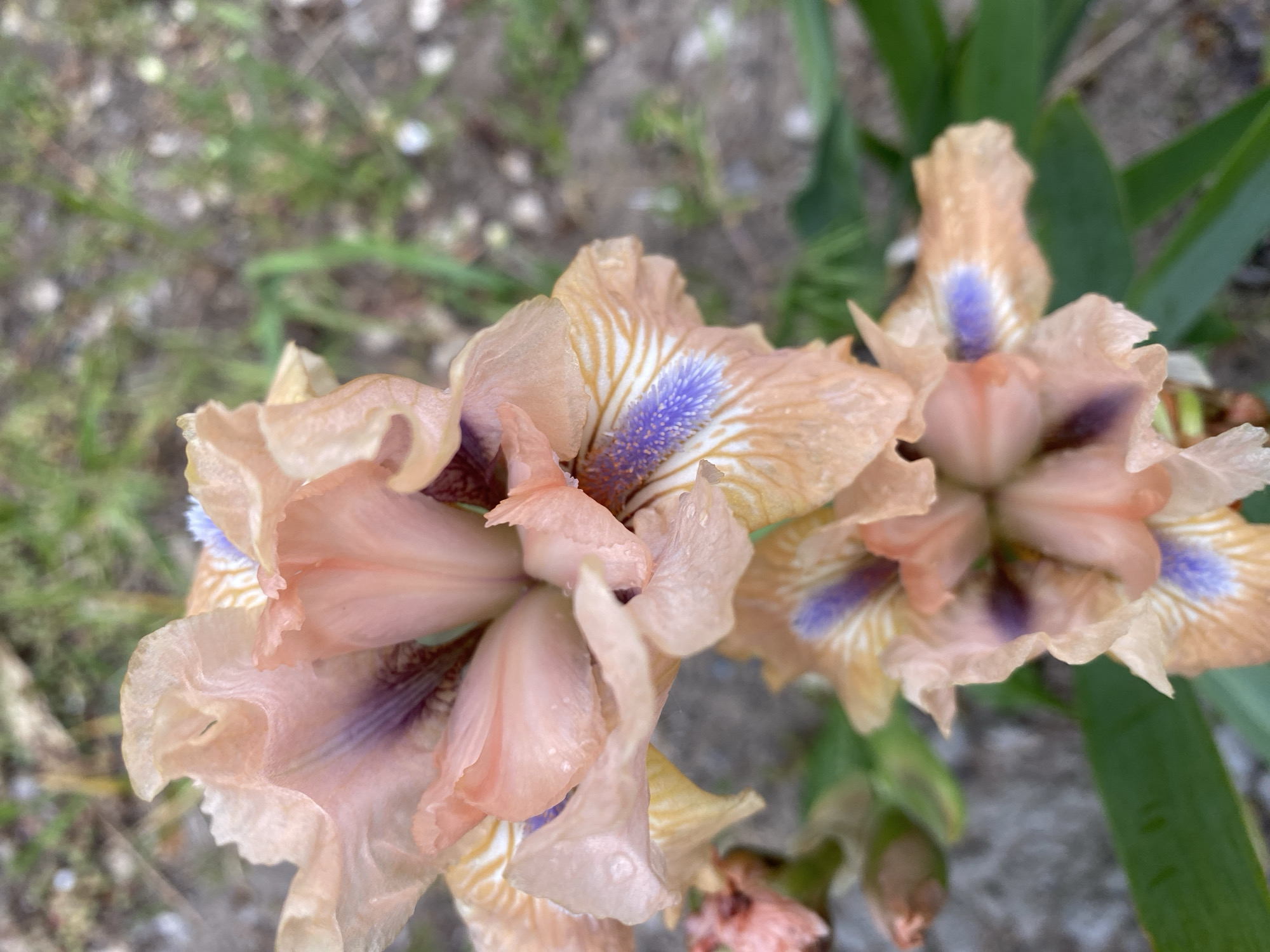 Spring Garden Flora Documented in Dnipro, Ukraine