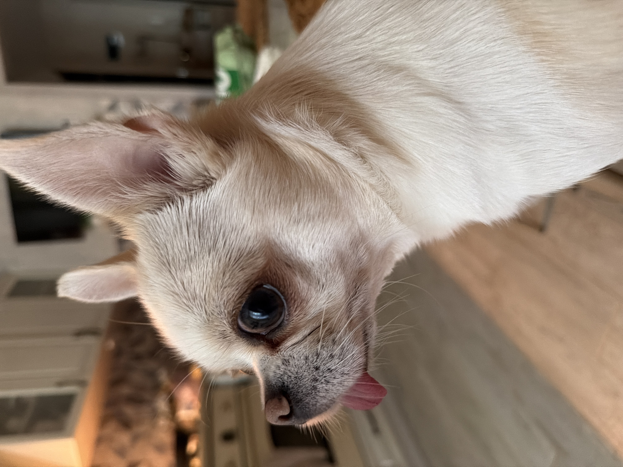 Cozy home morning with a Chihuahua and breakfast in Semiluki