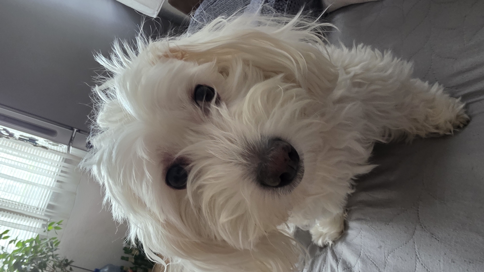Morning domestic scenes: pet, craft project, cooking in Bulgaria