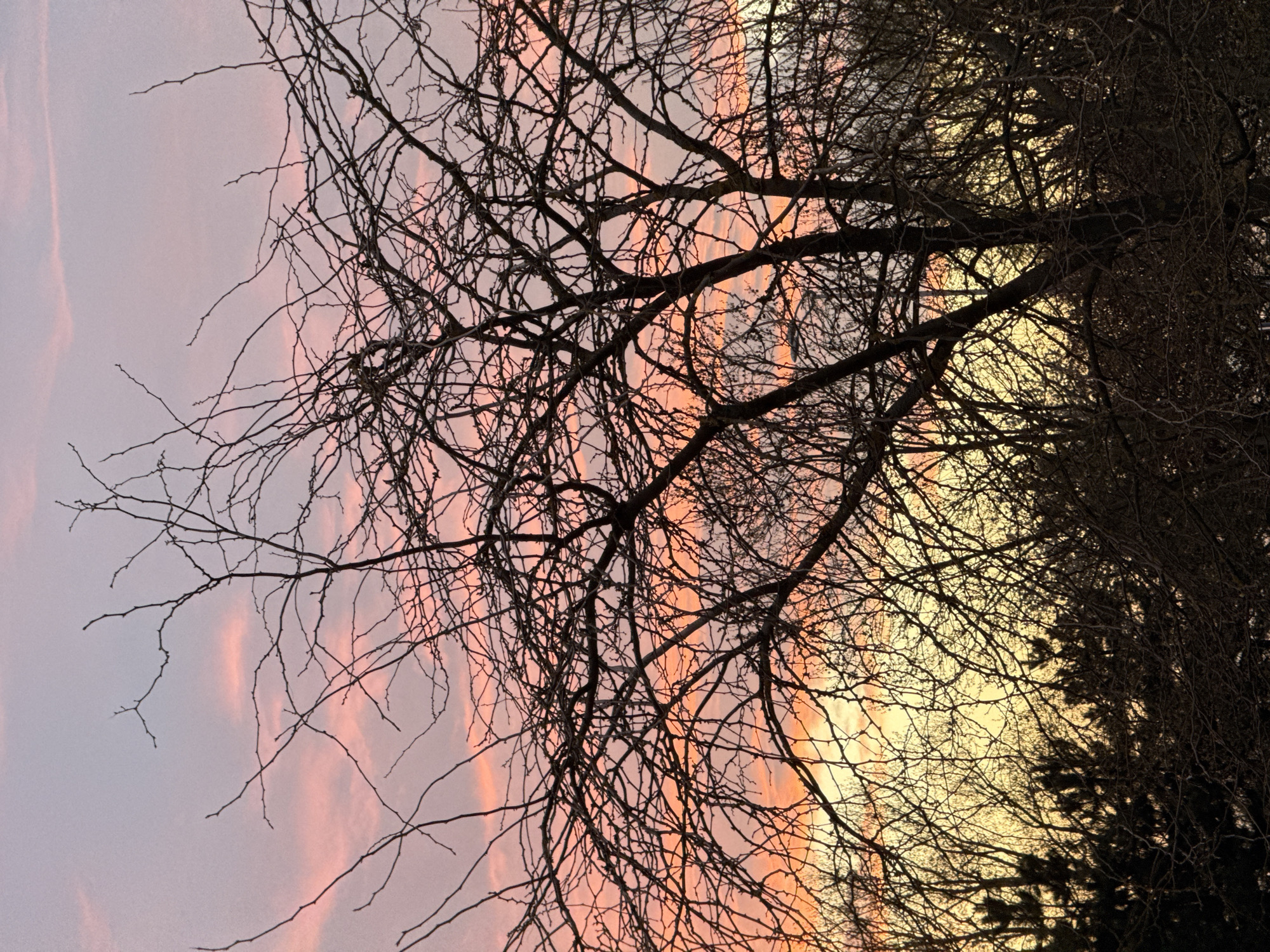 Sunset silhouette captured through bare branches in Zagreb