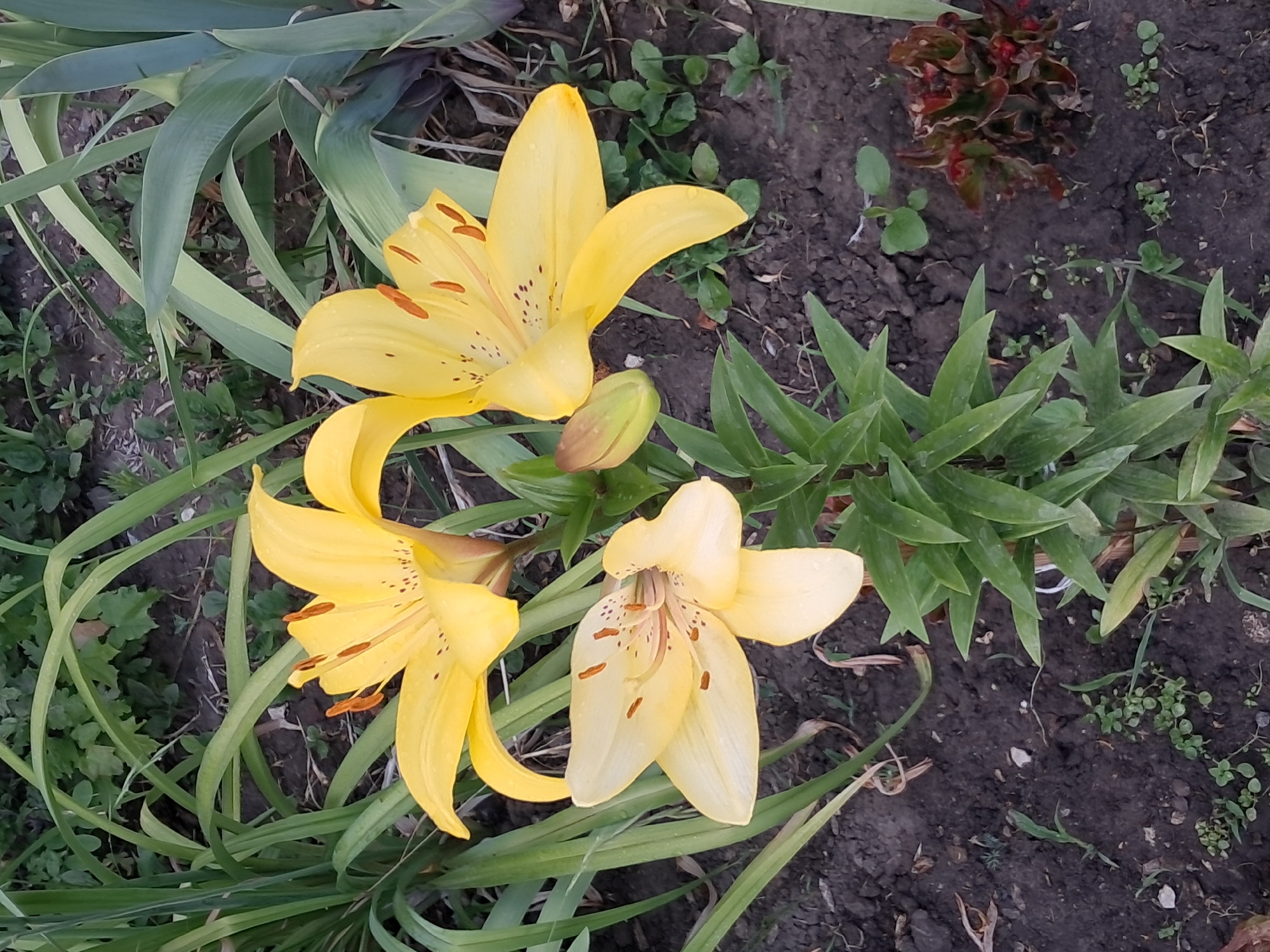 City streets and garden close-ups on a stormy summer afternoon