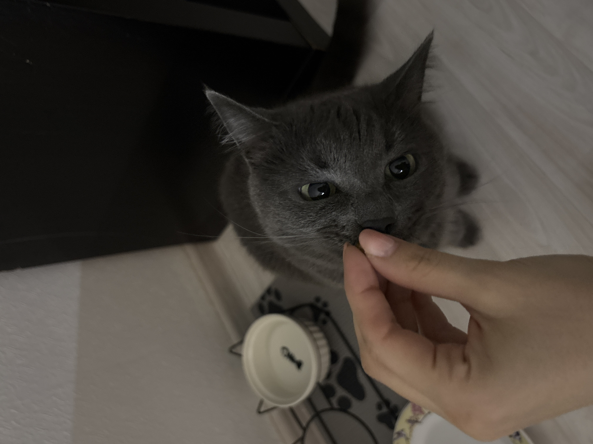 Grey cat offered treat indoors in Murino, Russia