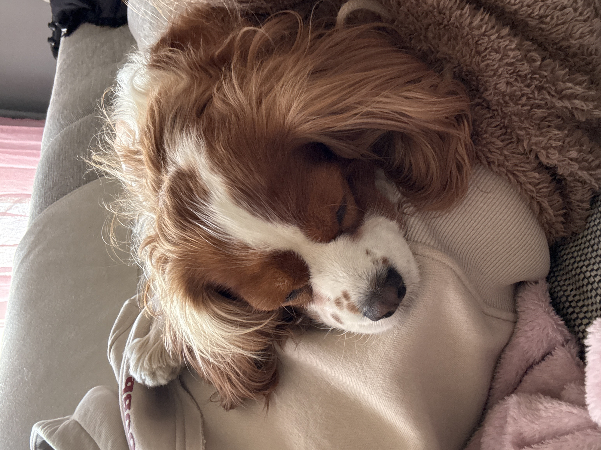 Dog naps while owner takes selfie in Sofia home