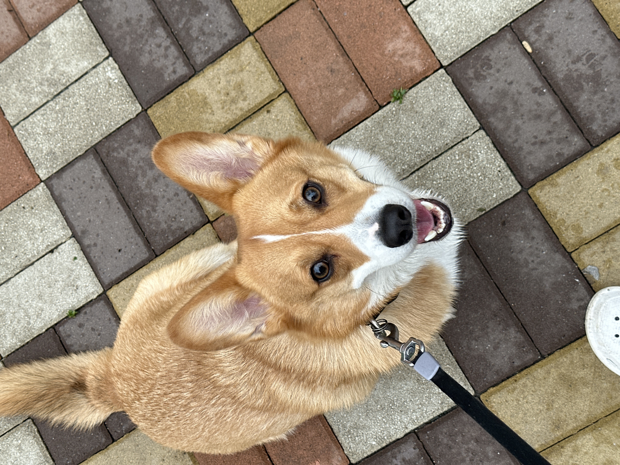 Corgi walk captured on cobblestone paths in Ovoshchnoy, Russia