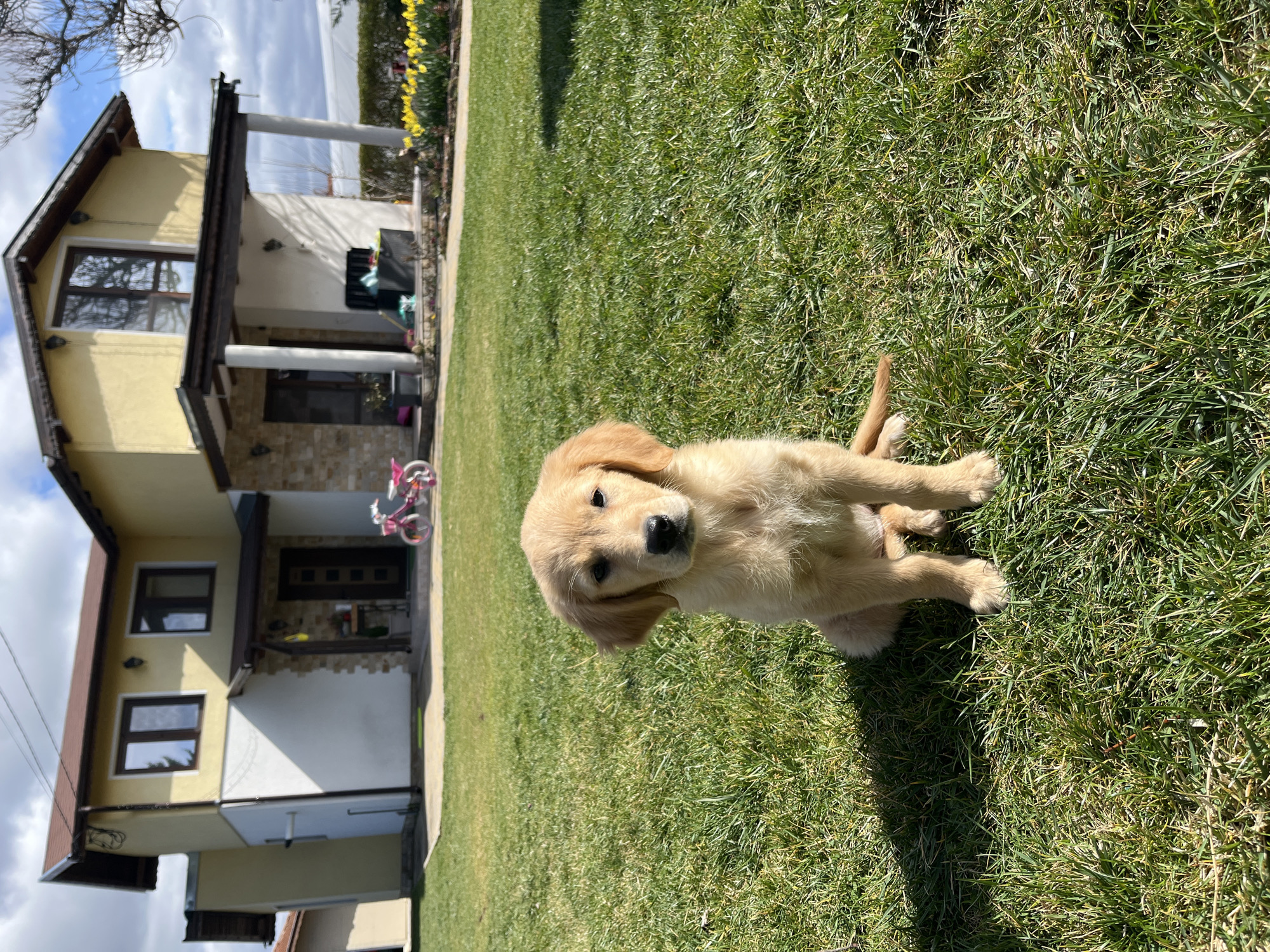 Golden retriever puppy and cat spotted in Kostinbrod homes