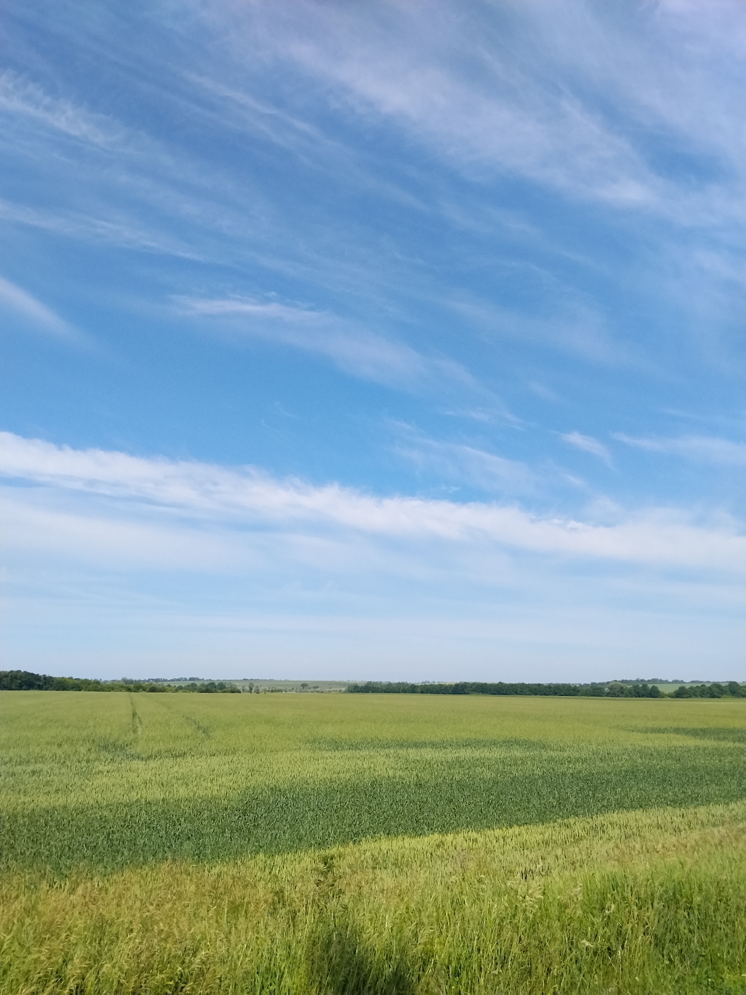 Rural Myrhorod farmland photographed under morning cirrus clouds