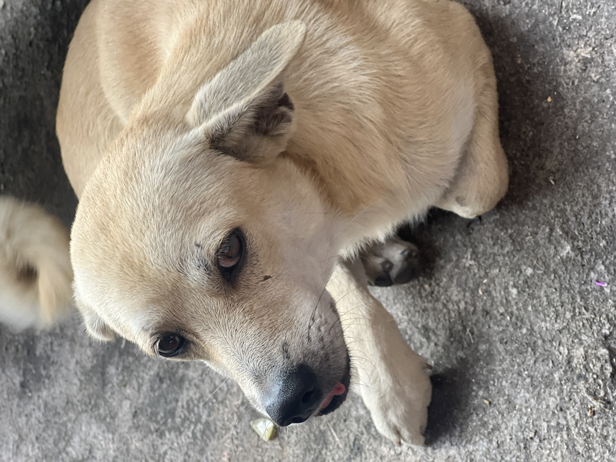 Dogs, cats, and a penjor on a quiet Denpasar street