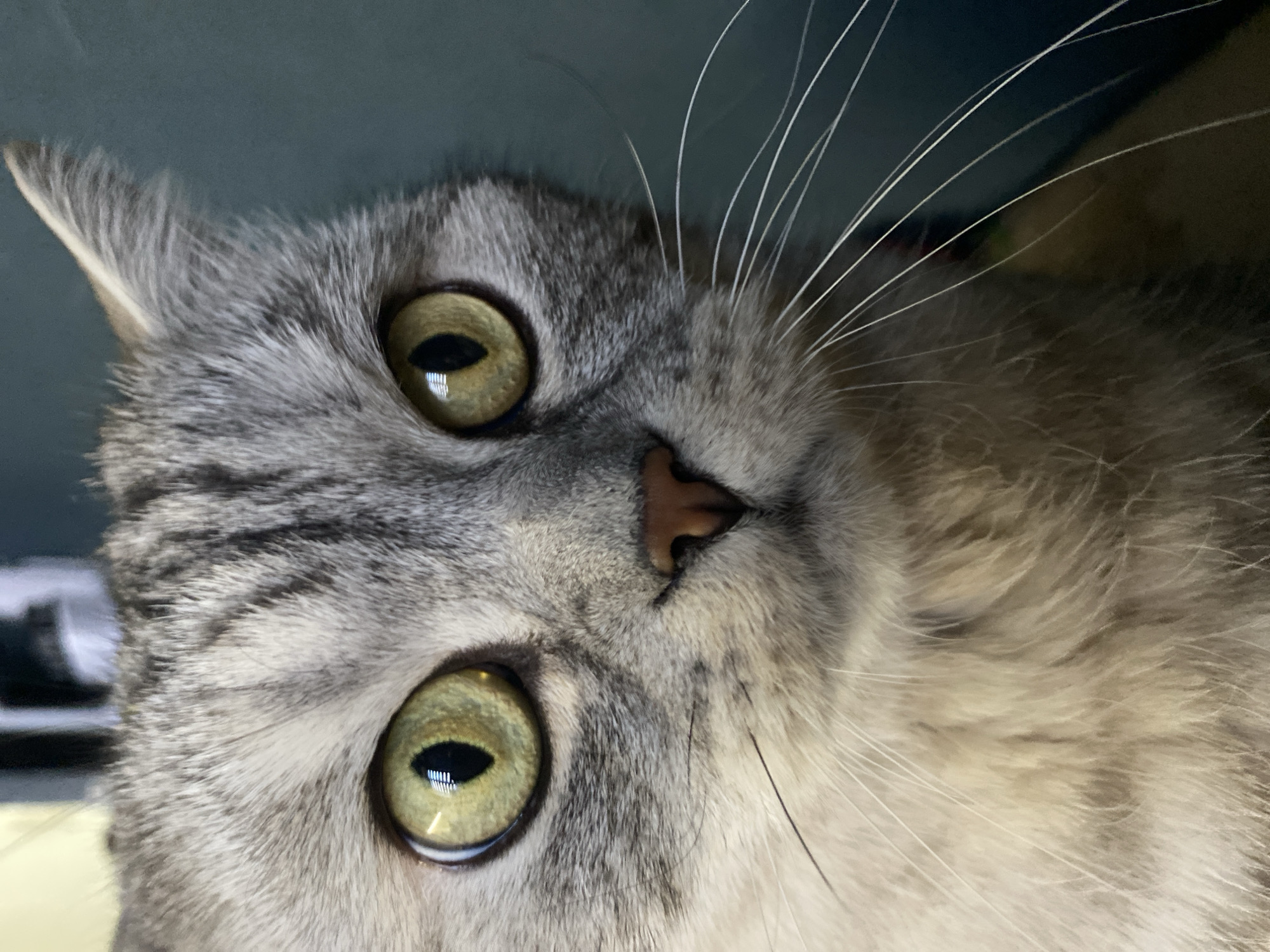 Everyday moments captured in Chaikovsky: cats, family, street scenes