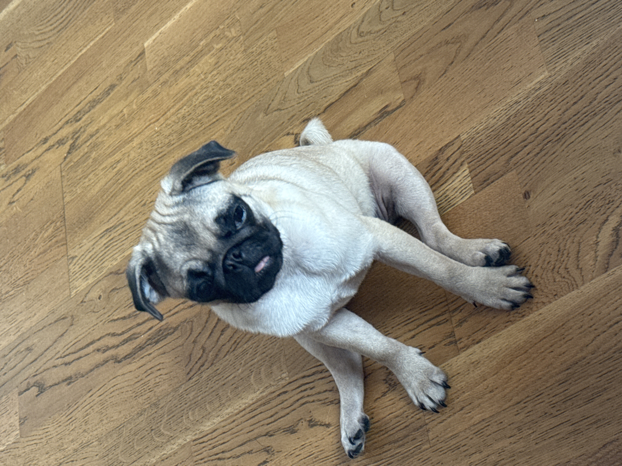 Women celebrate birthday party with pug dogs indoors