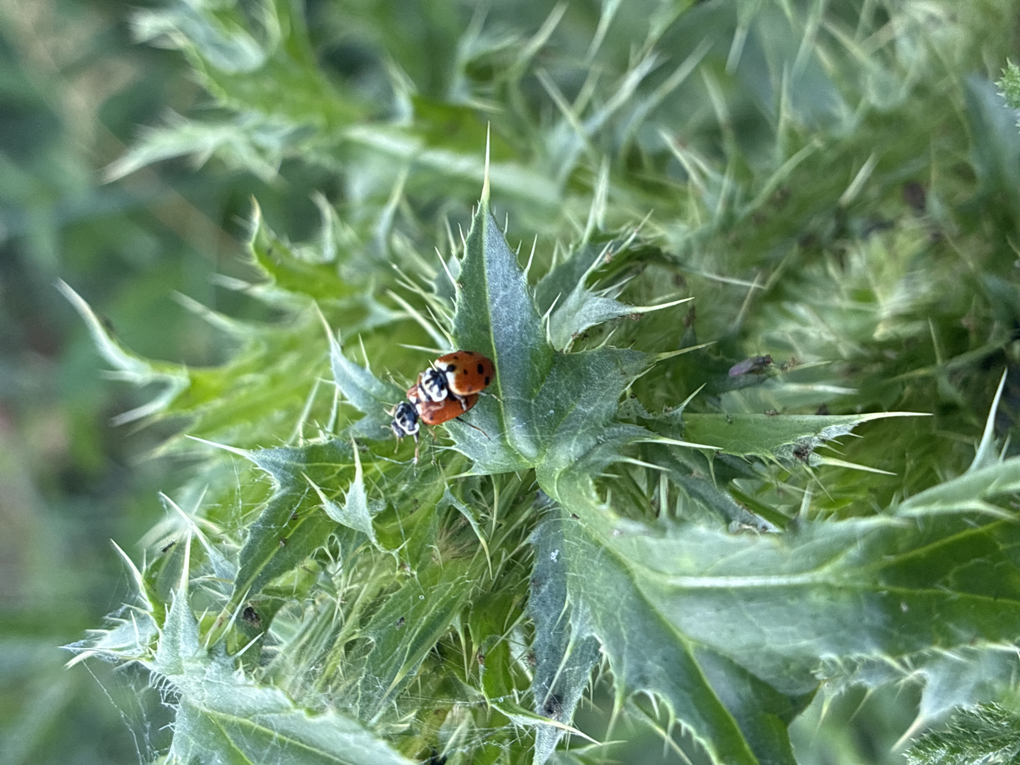 Close-up garden and wildflower macro shots from rural Russia