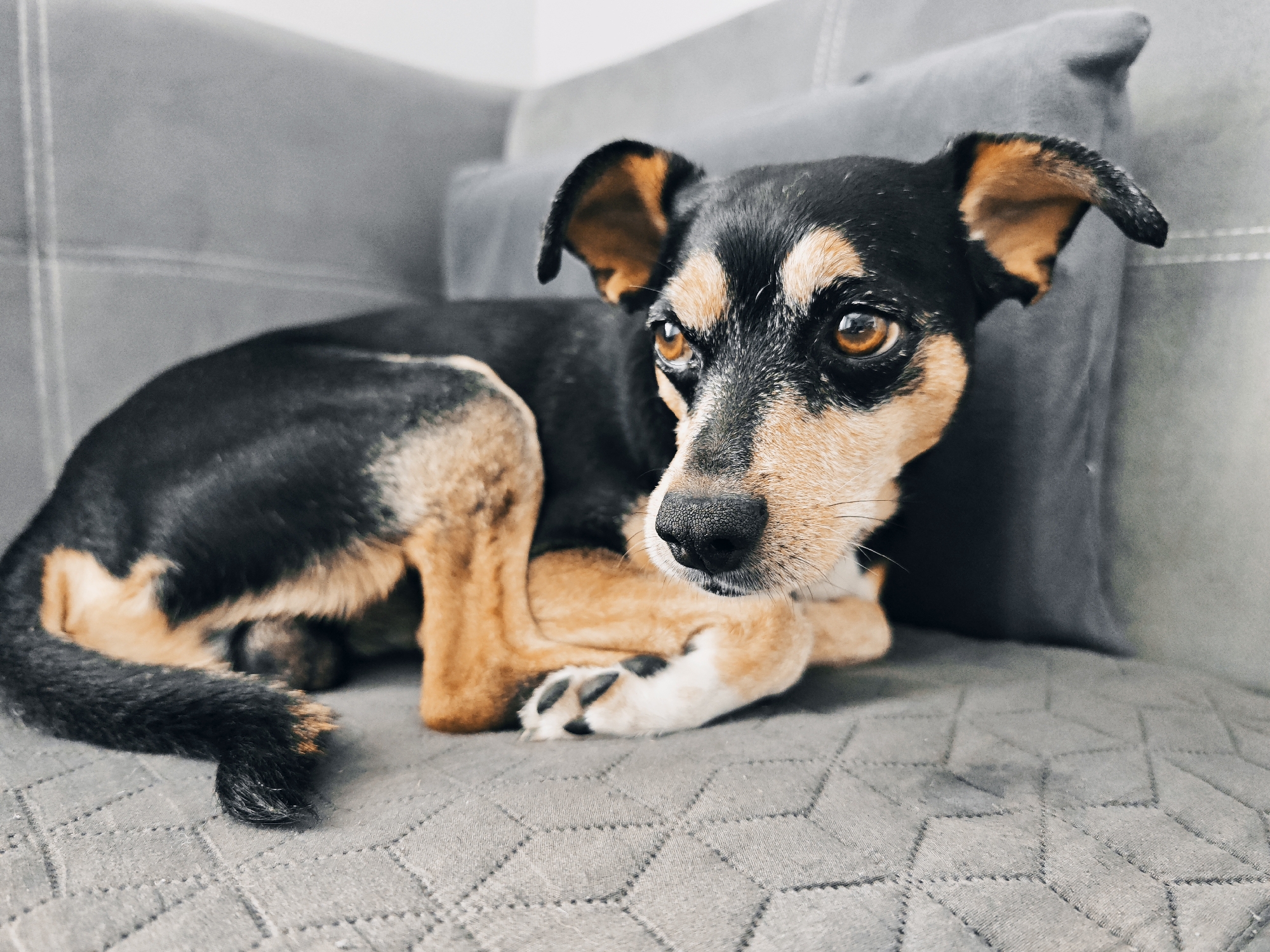 Dog named Archi relaxes on couch in Burgas home