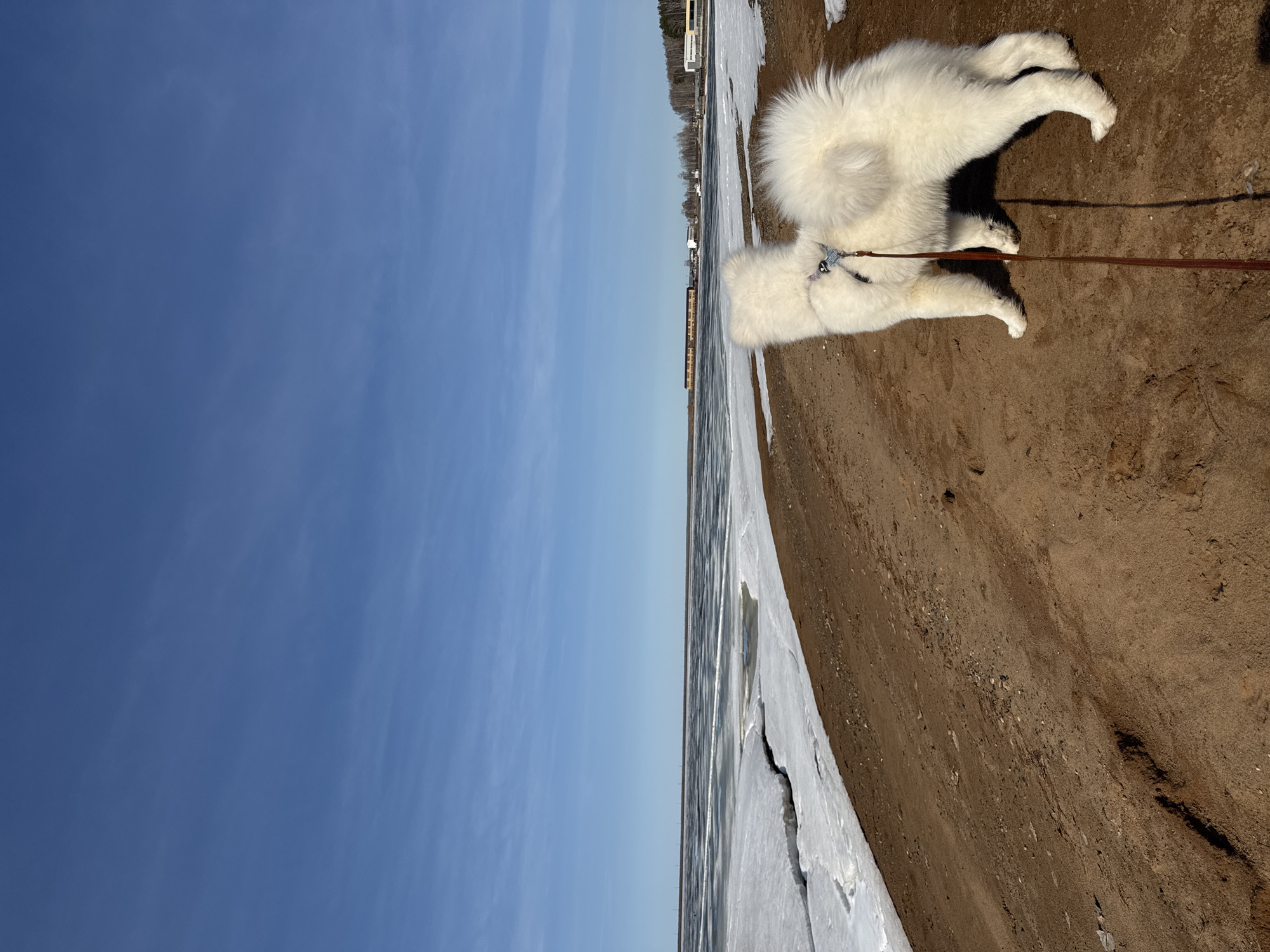 Spring day activities documented in Chaikovsky, Russia with dog and playground