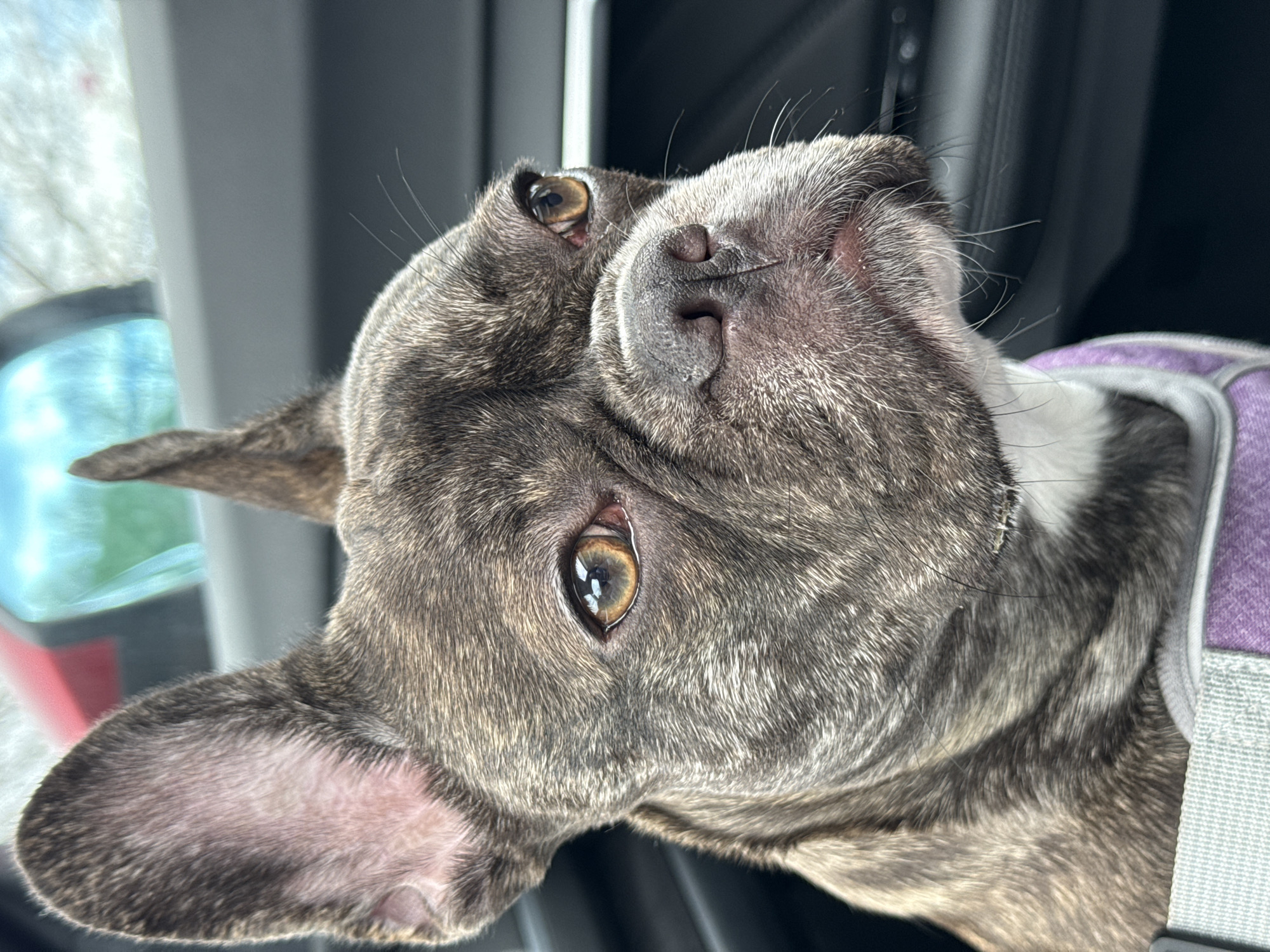 French Bulldog and Museum Visitors Spotted in Pleven, Bulgaria