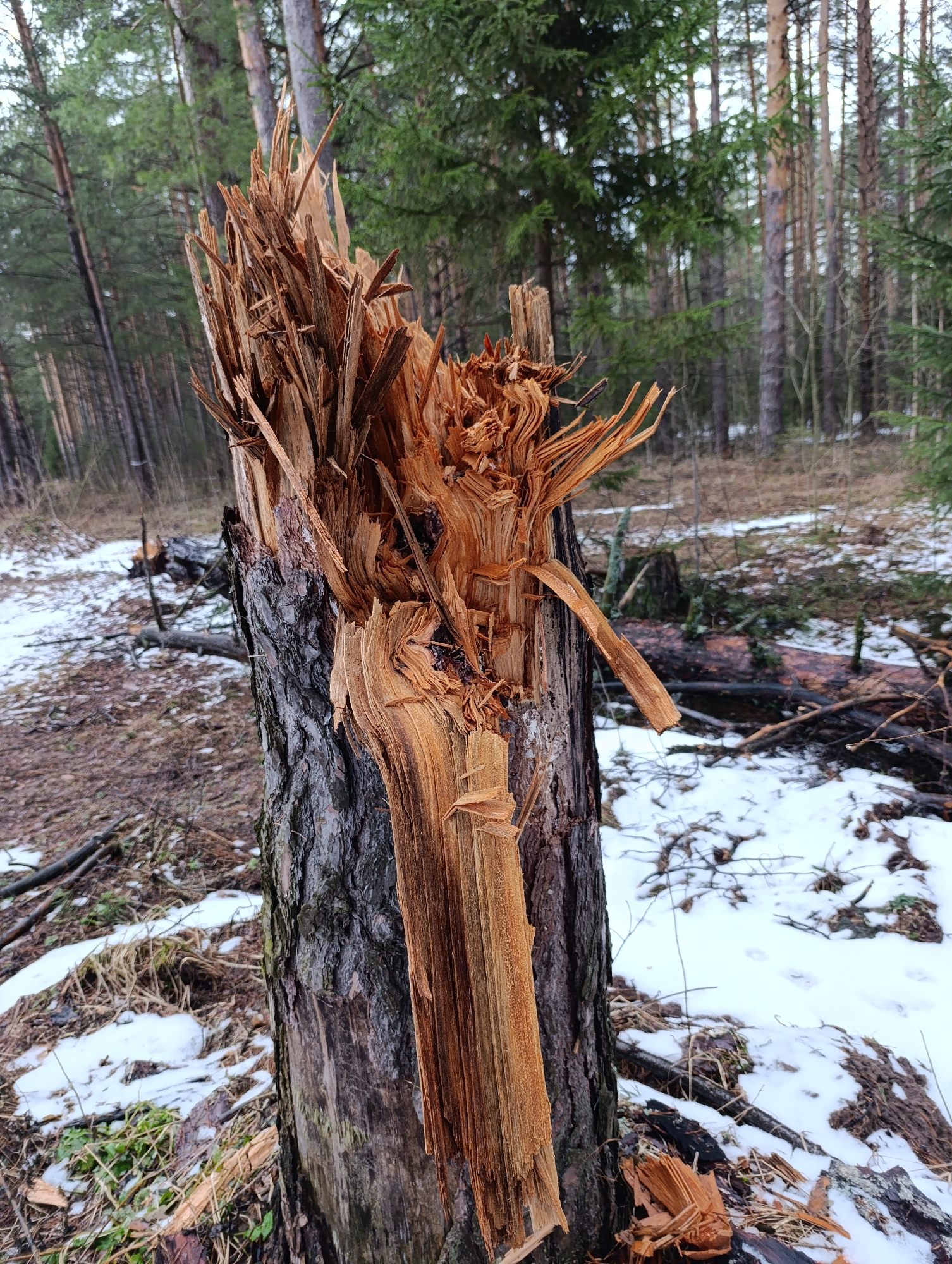Woman surveys storm damage in Russian forest near Chaikovsky