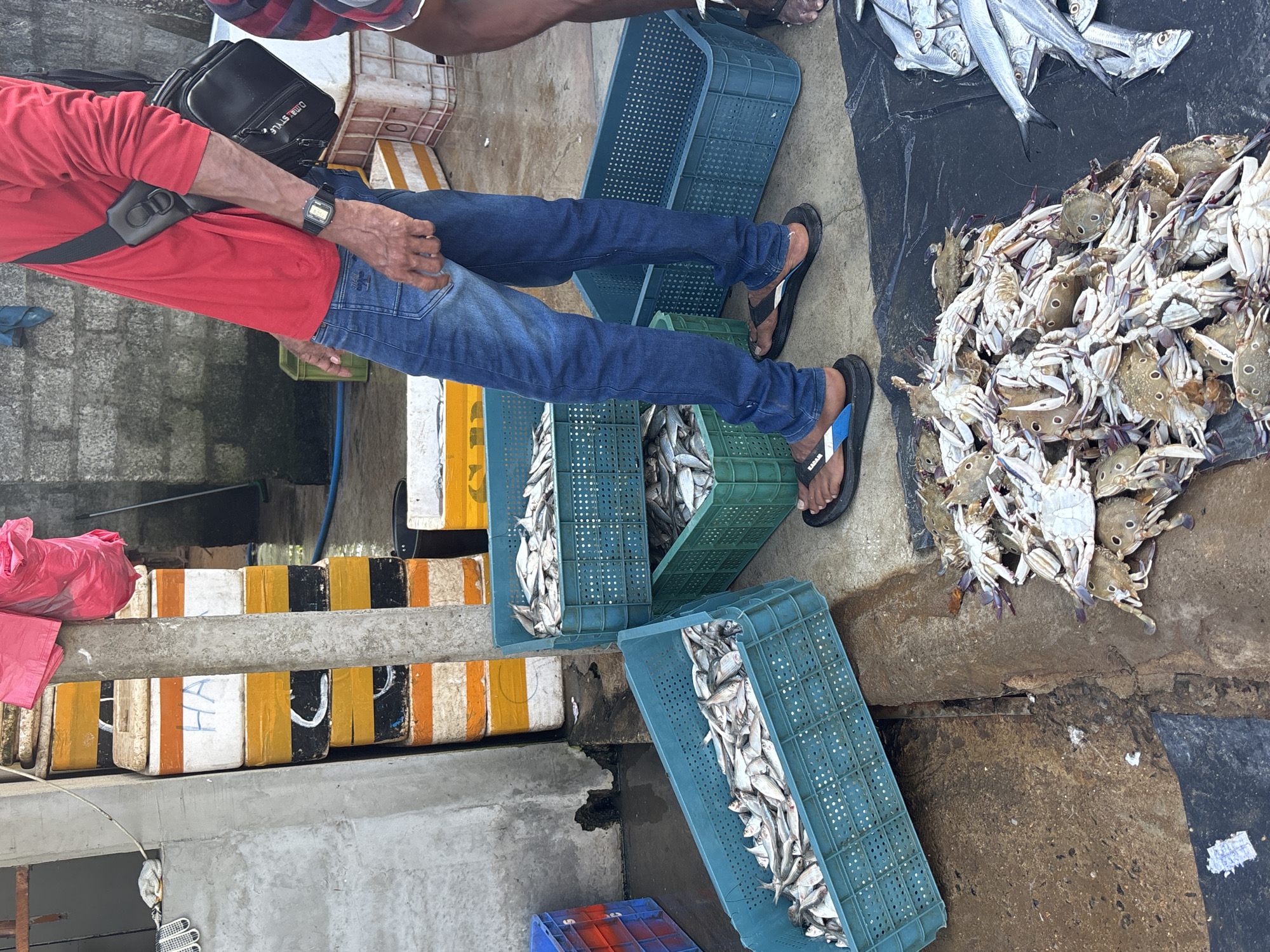 Early morning fish market operates in Peleana, Sri Lanka